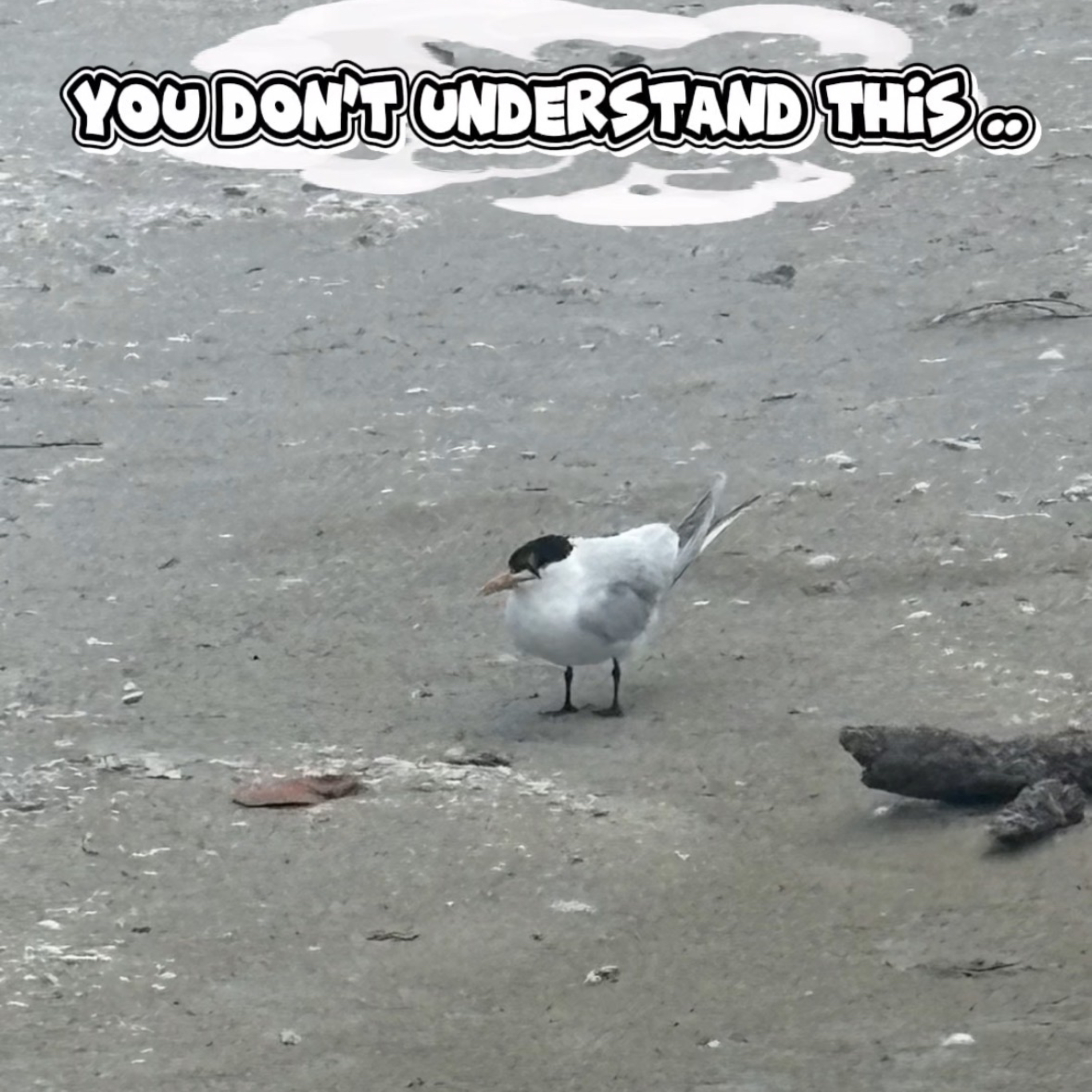 You Don’t Understand This… But It Saves You episode artwork