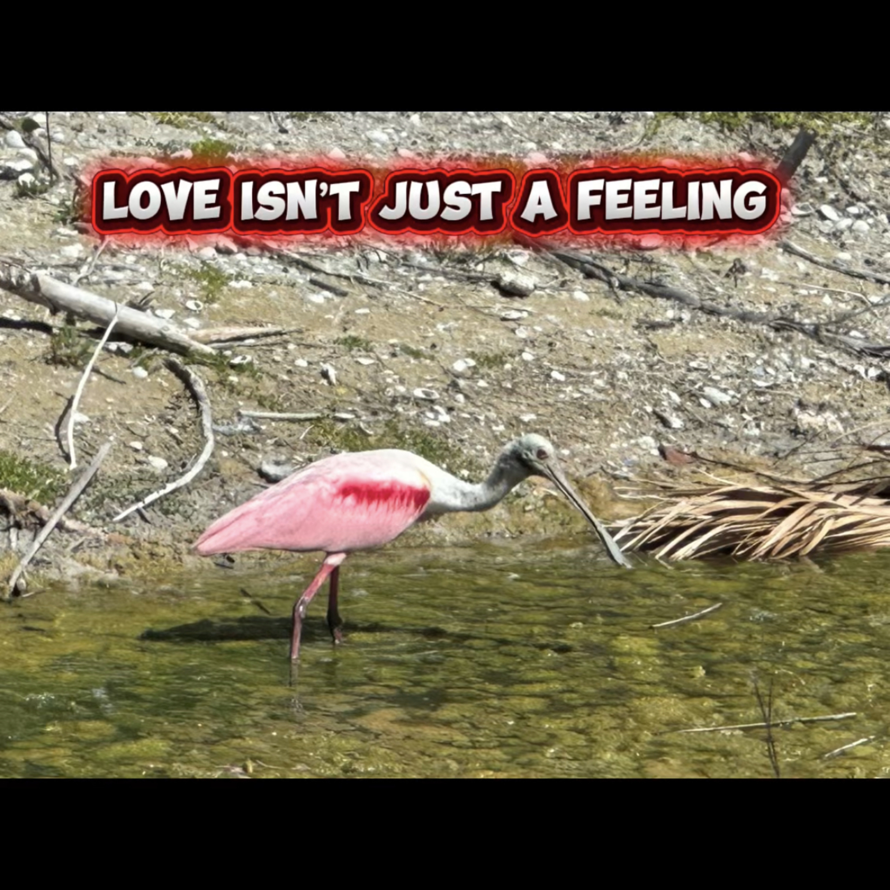Love is a Choice episode artwork