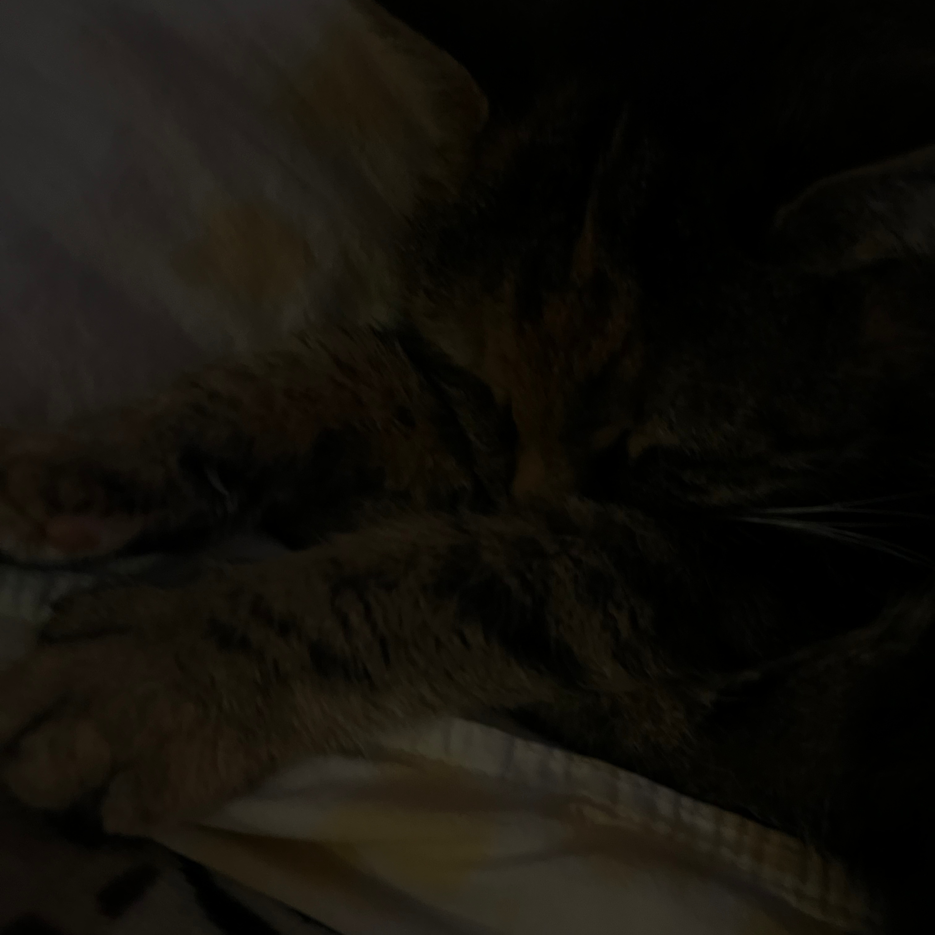 Montags-Vlog (vom 17.11.2025)