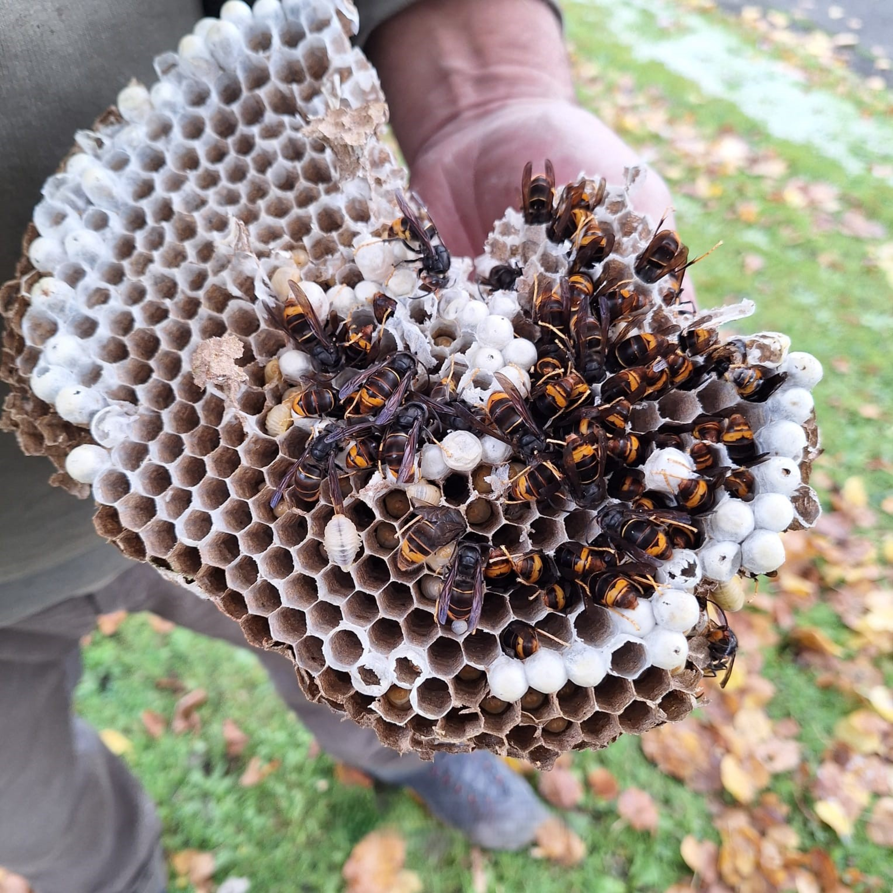 ExotenNet: Verhalen uit het veld
