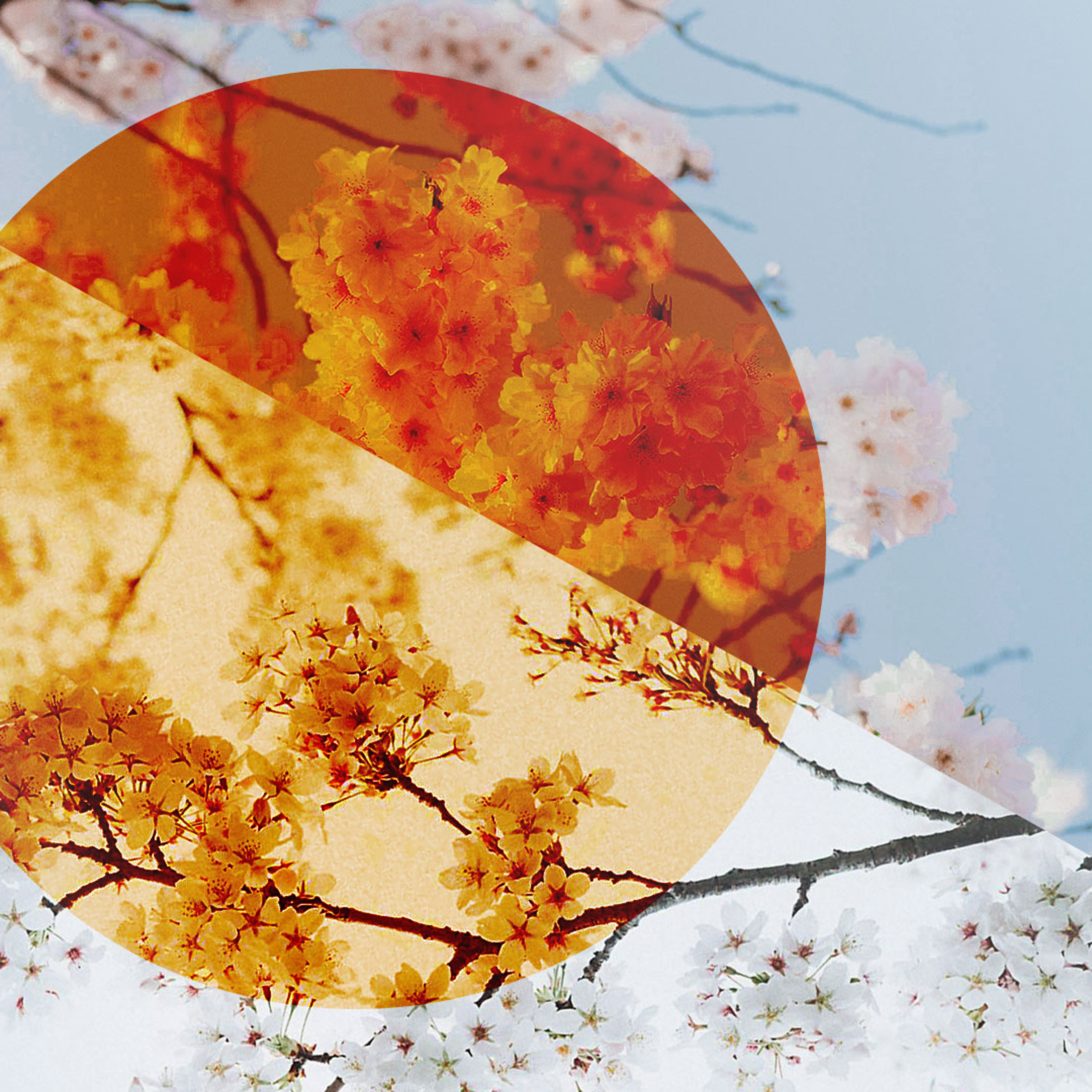 Shofar Franschhoek Sermons