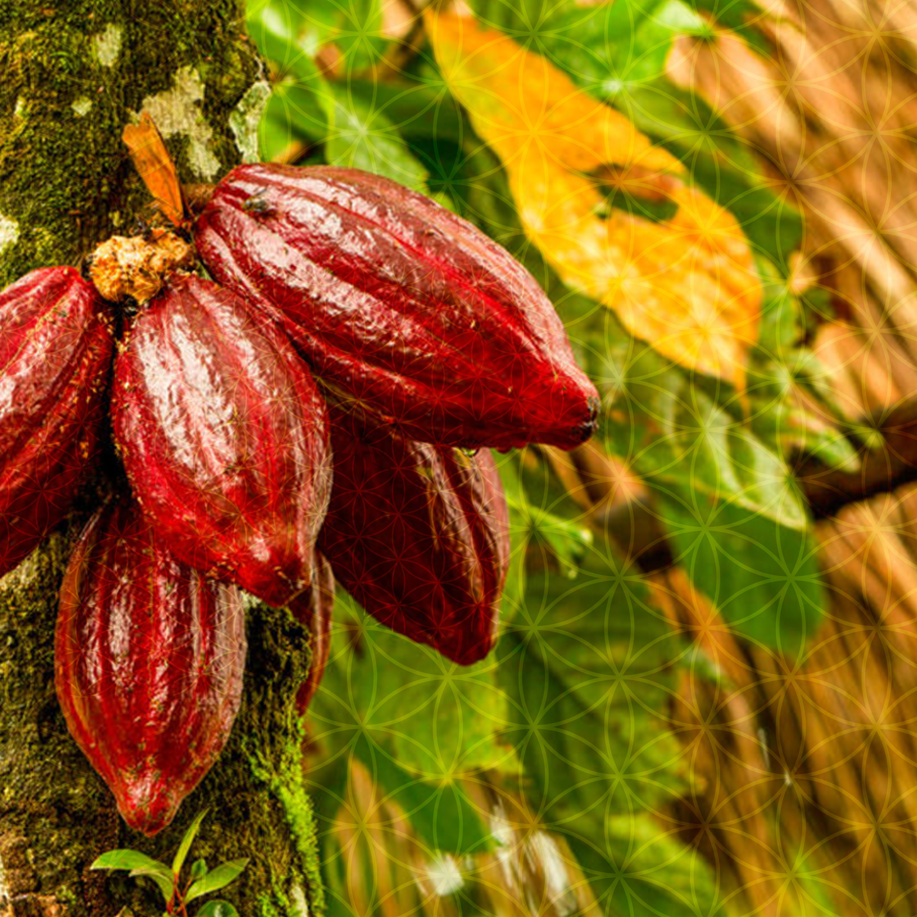 Reporting live from Tortilla Thursday: Cacao talk with JB, Ohl, Sol, Apple Core & Aaron episode artwork