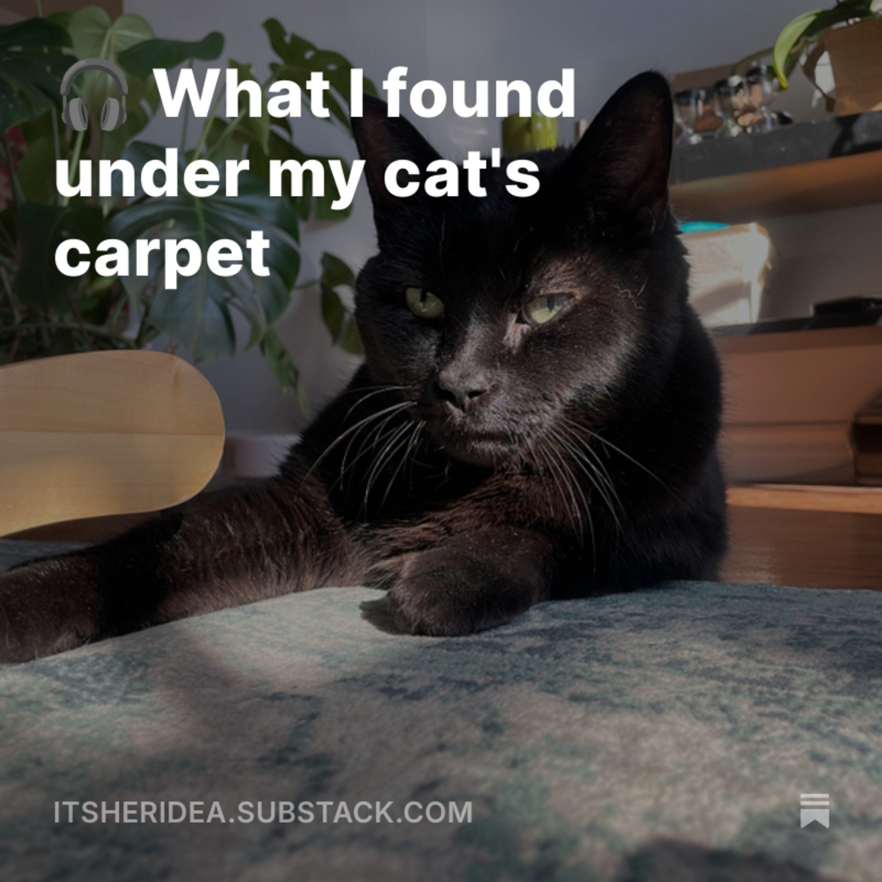What I found under my cat's carpet episode artwork