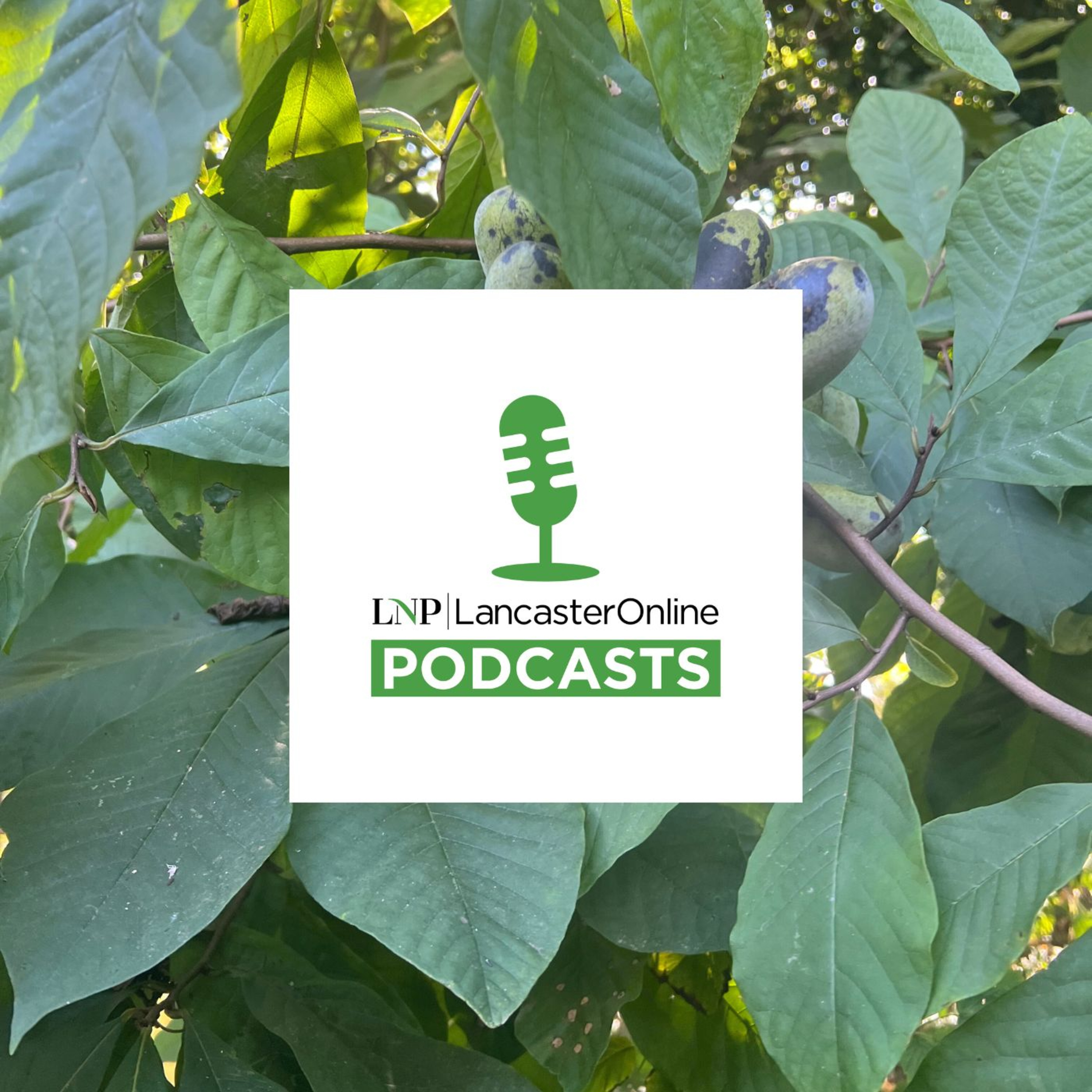 Want to taste a pawpaw or grow your own? Here’s how