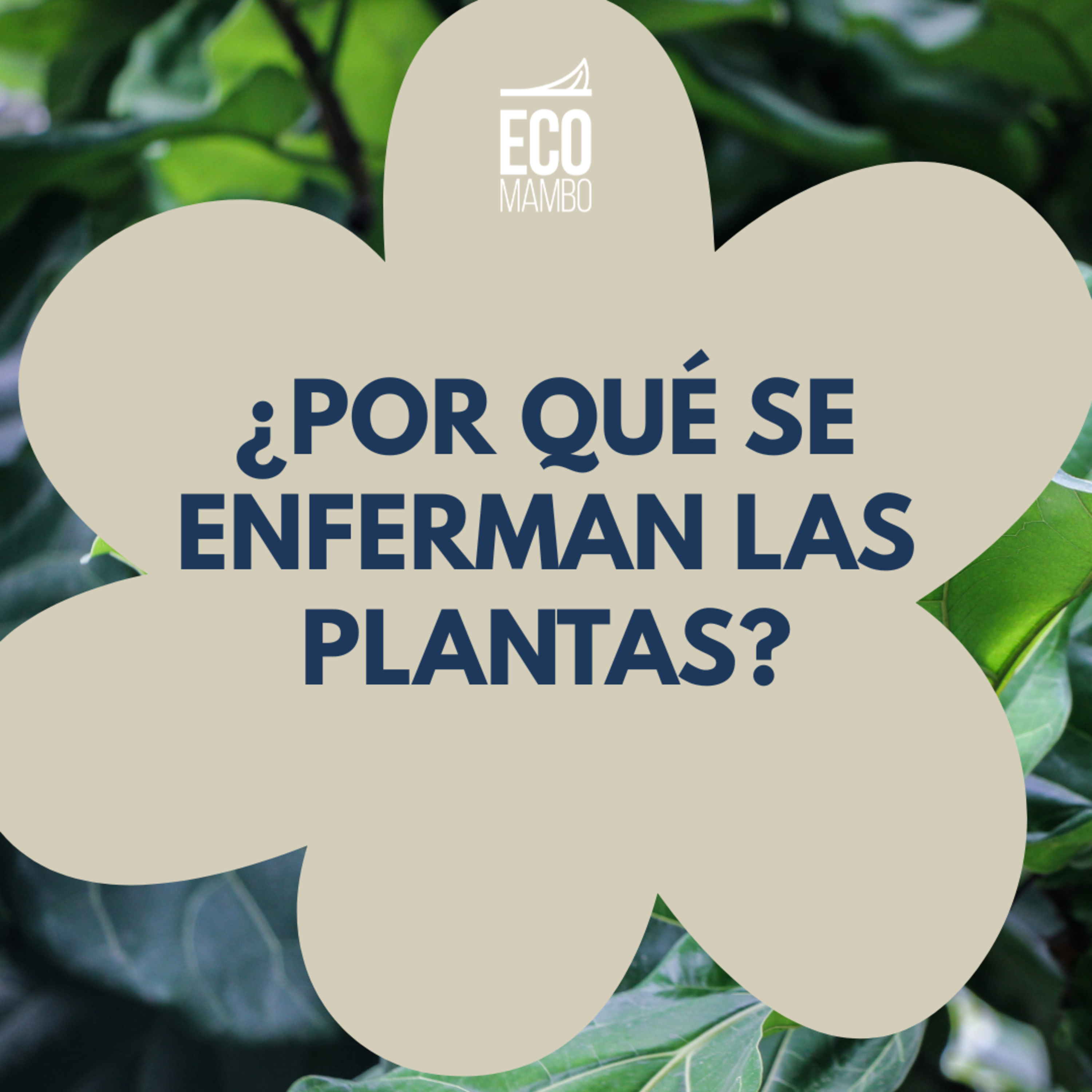 ¿Por qué se enferman las plantas? episode artwork