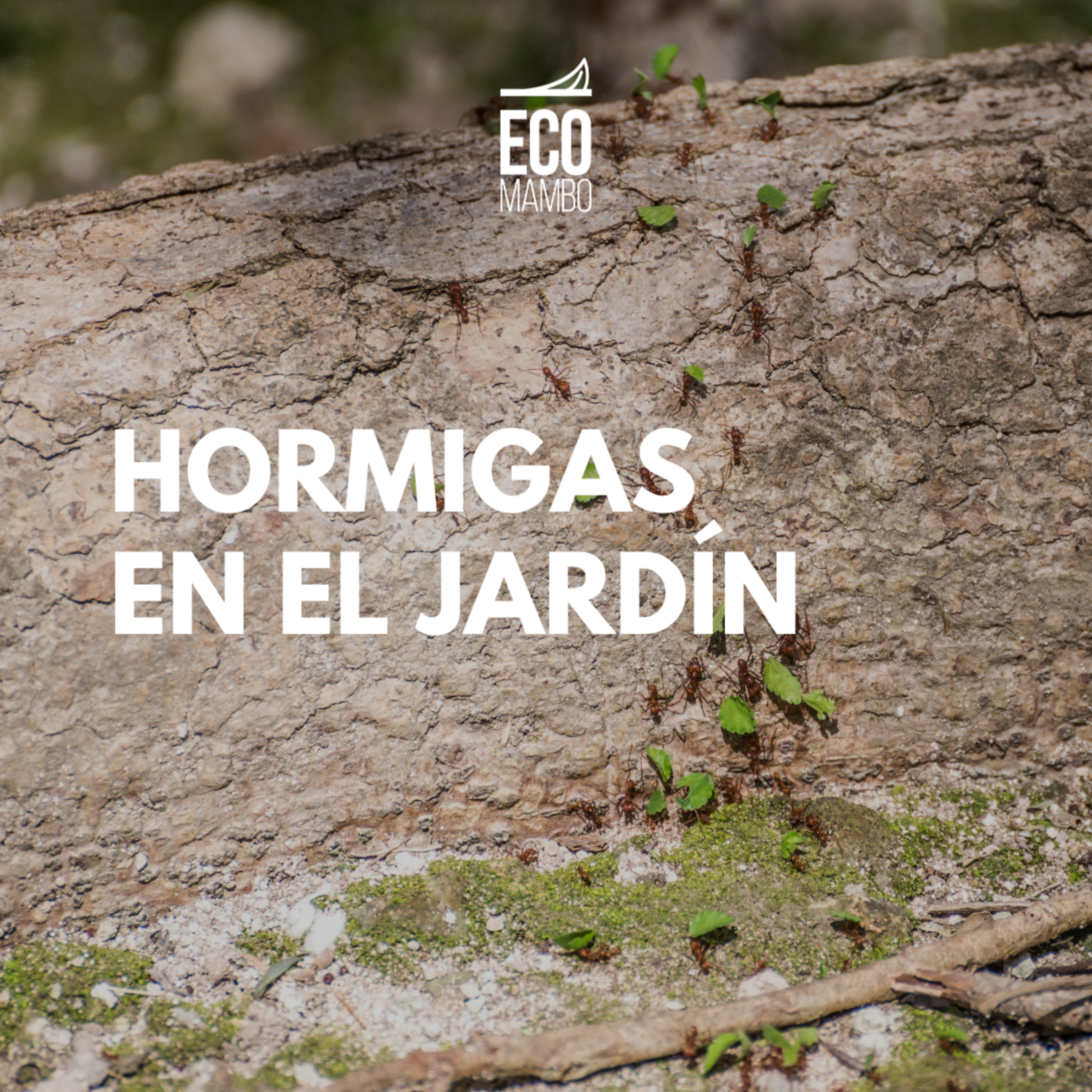 Hormiga cortadora en el jardín episode artwork