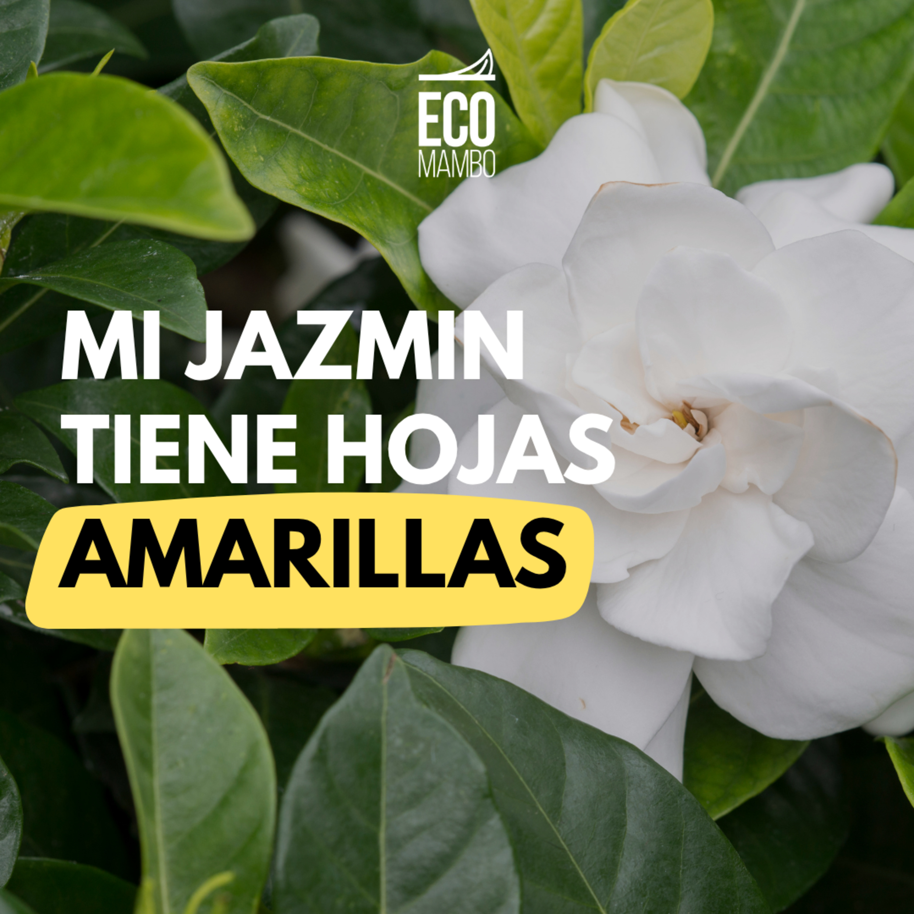 Las hojas de mi jazmín están amarillas  episode artwork