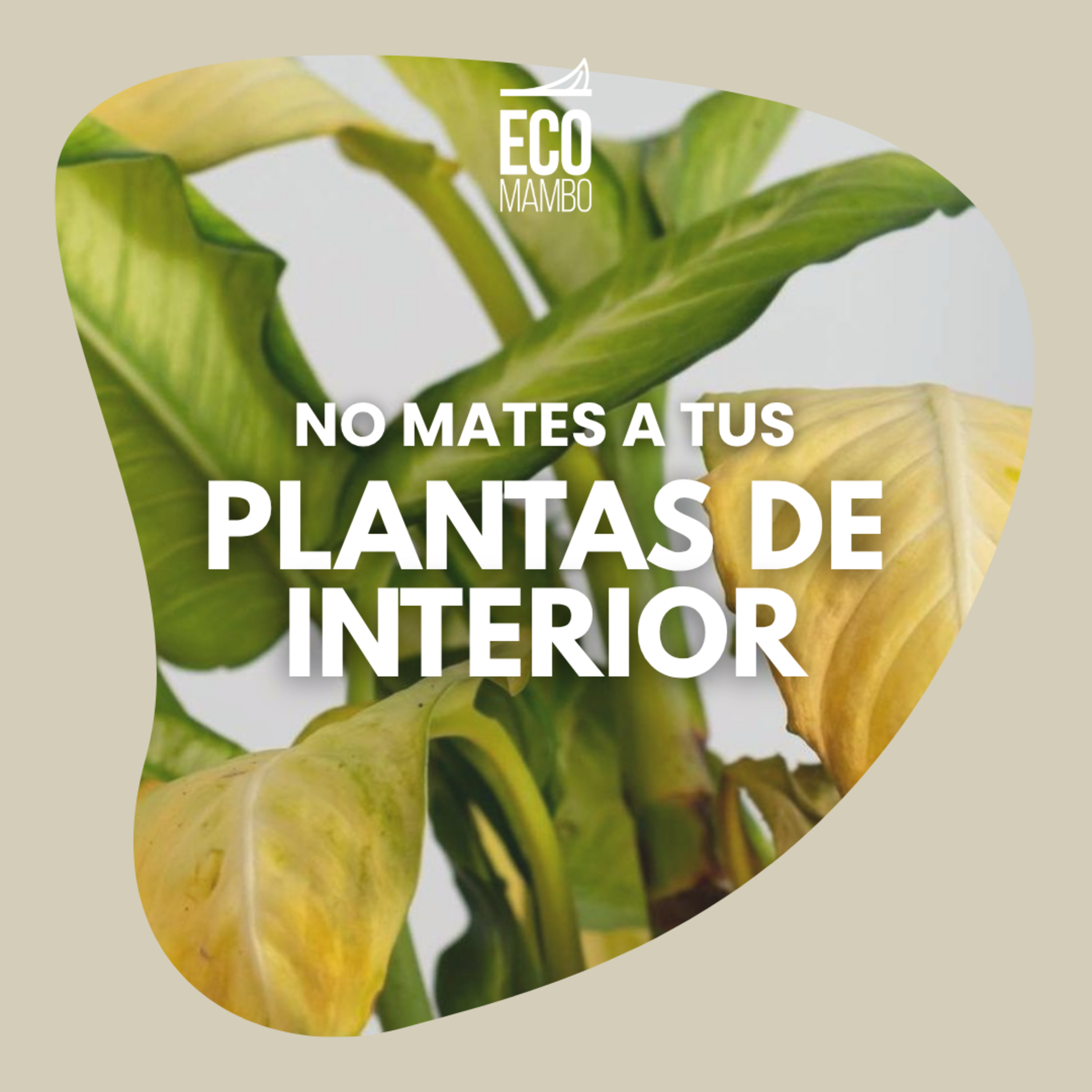 No mates tus plantas de interior  episode artwork