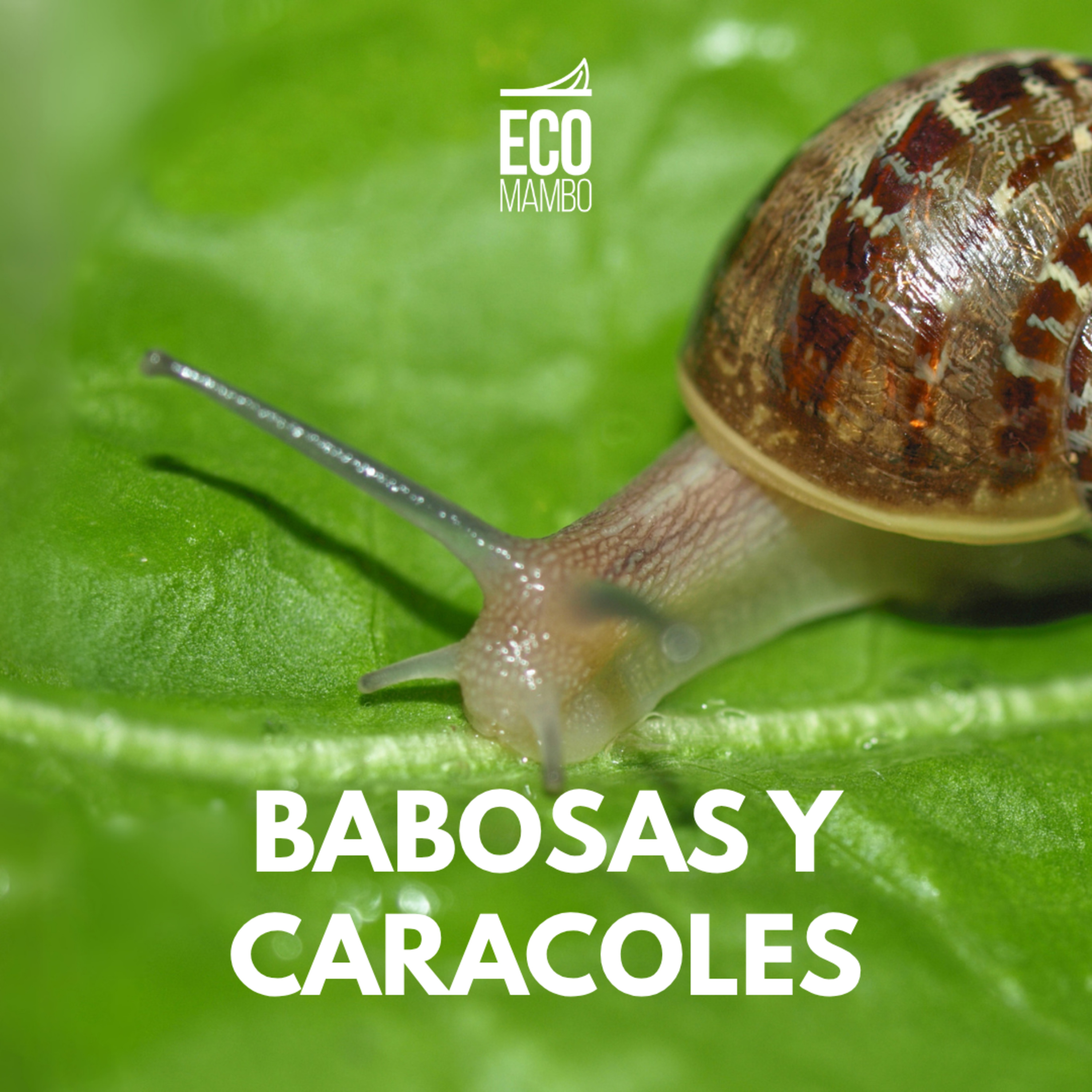 Control de babosas y caracoles  episode artwork