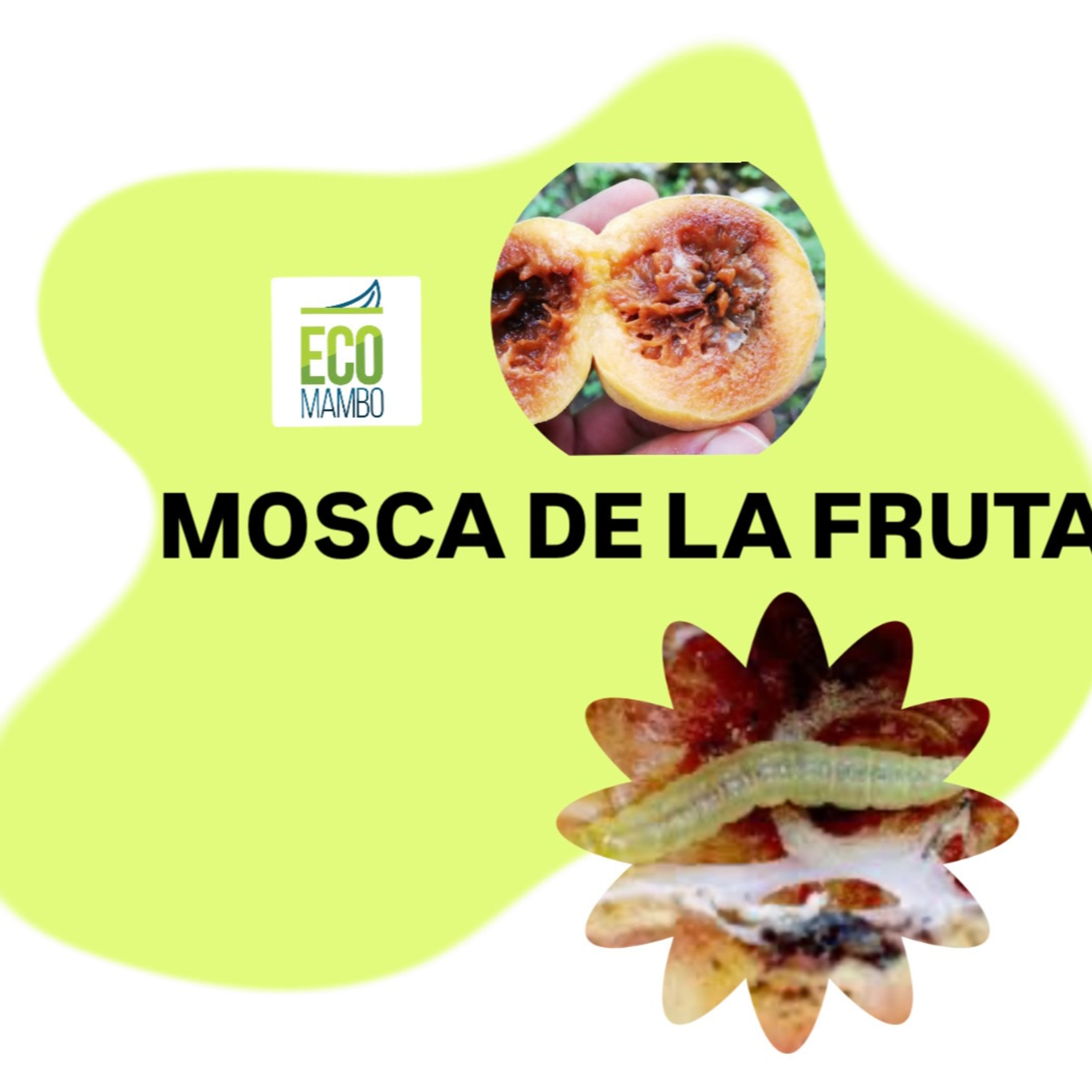 Fruto con gusanos  episode artwork