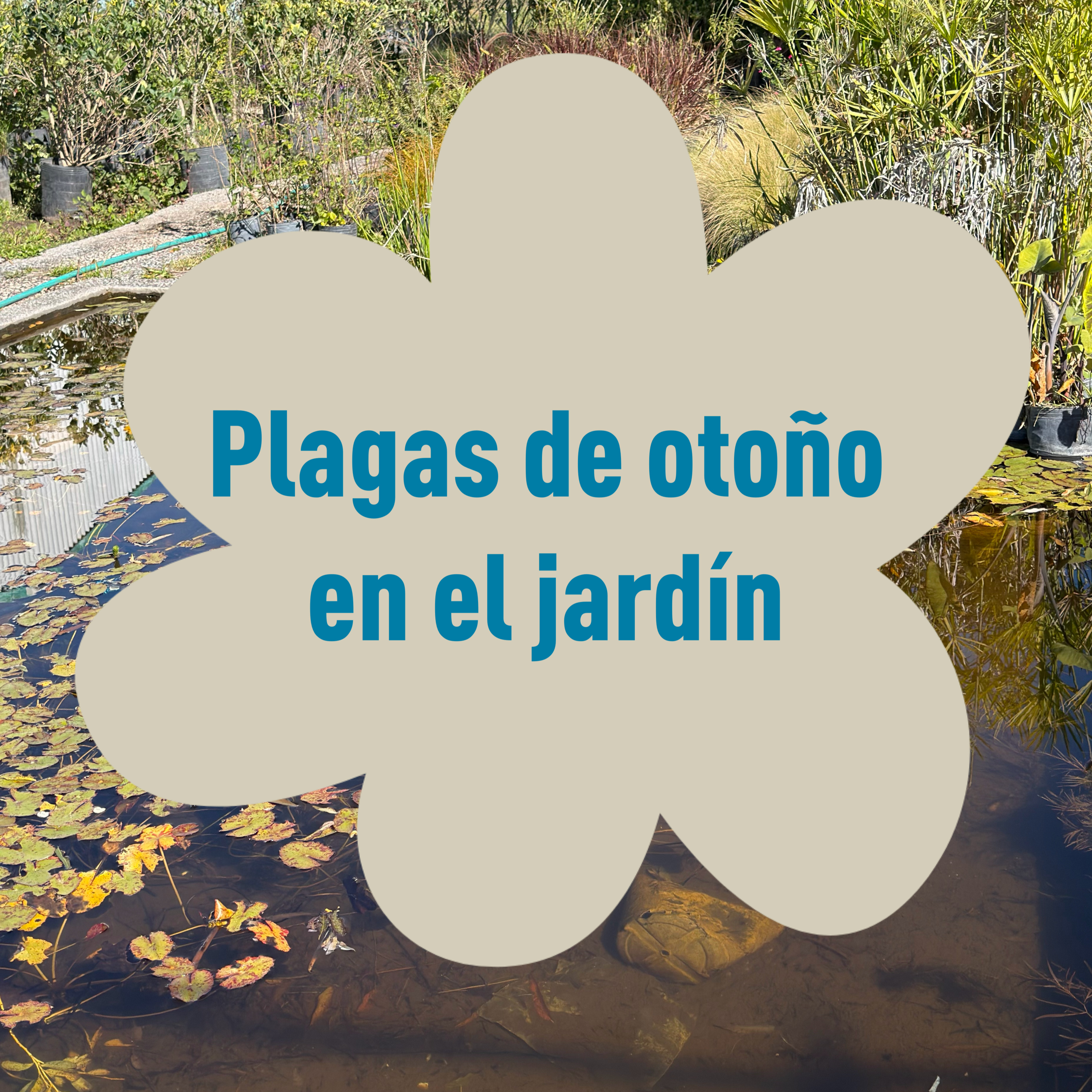 Portada de Mambo ecológico en el jardín
