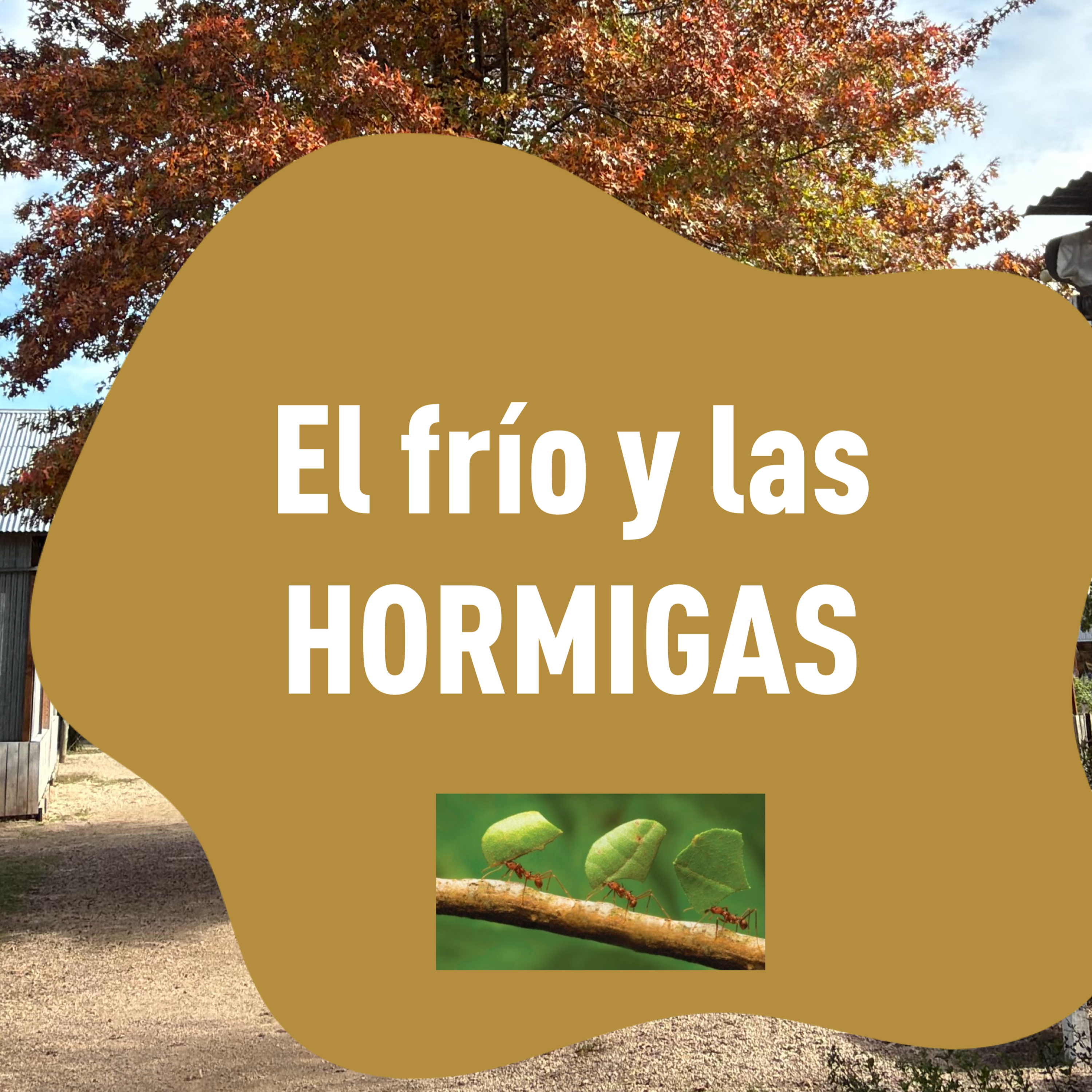 Portada de Mambo ecológico en el jardín