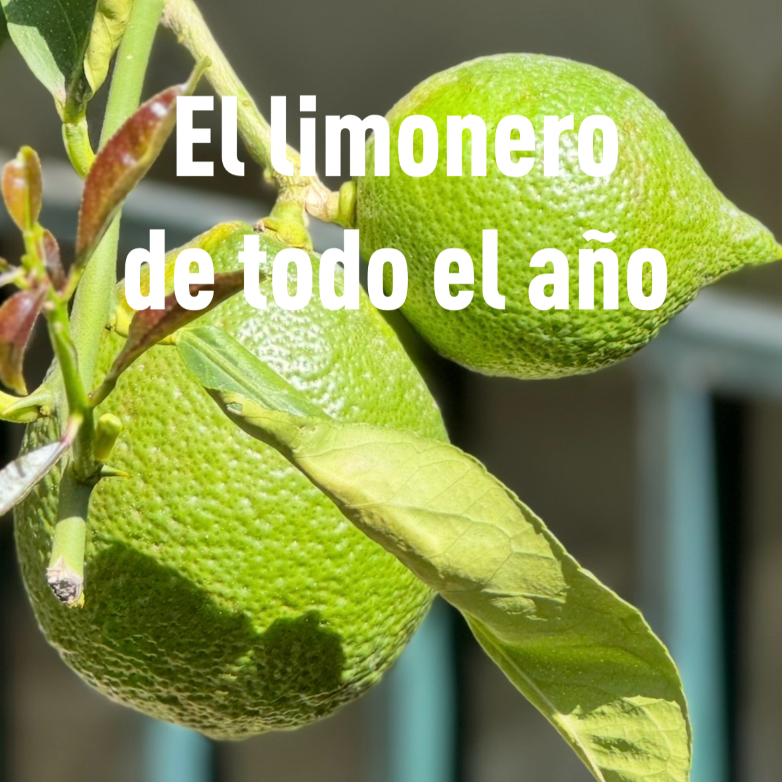 Portada de Mambo ecológico en el jardín