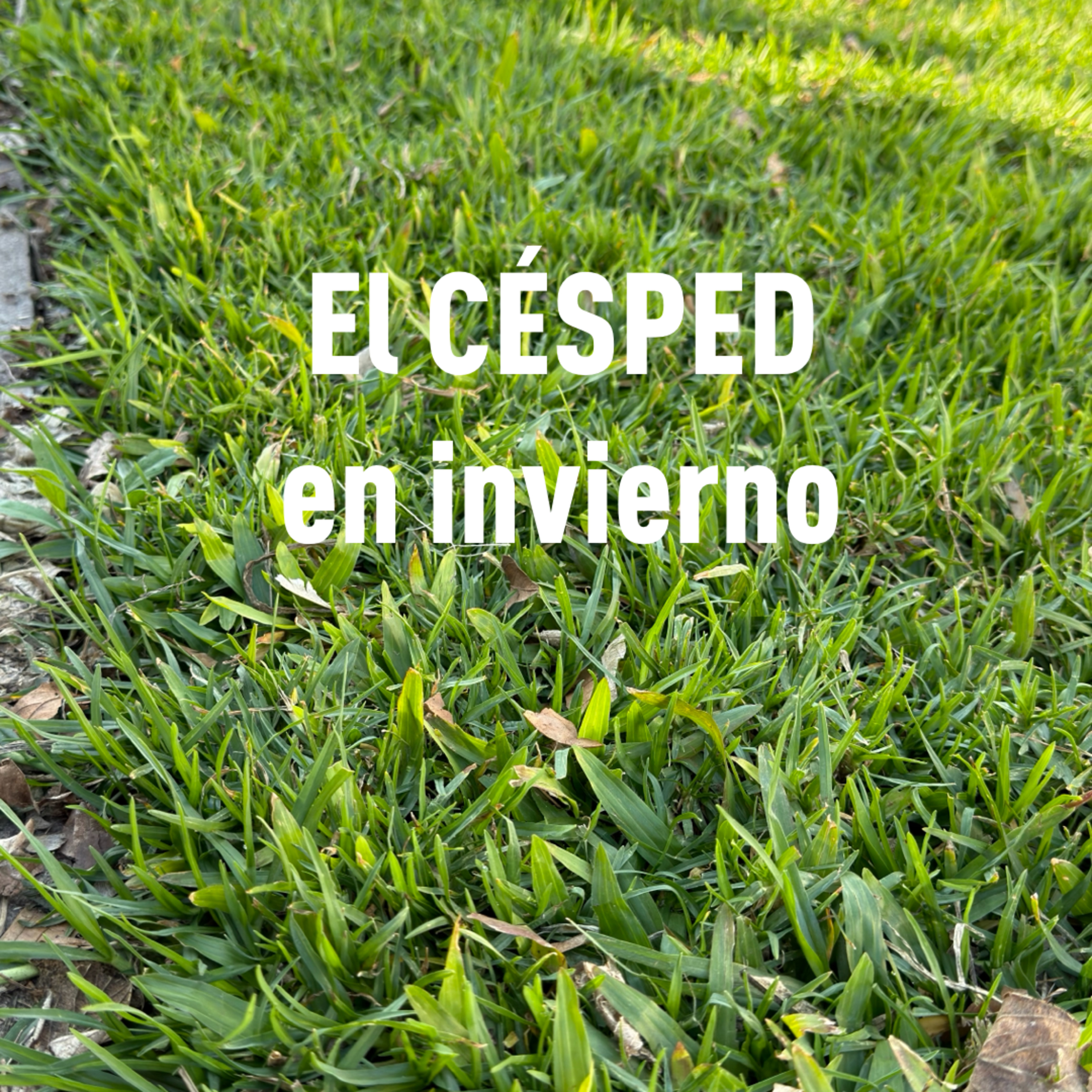 Portada de Mambo ecológico en el jardín
