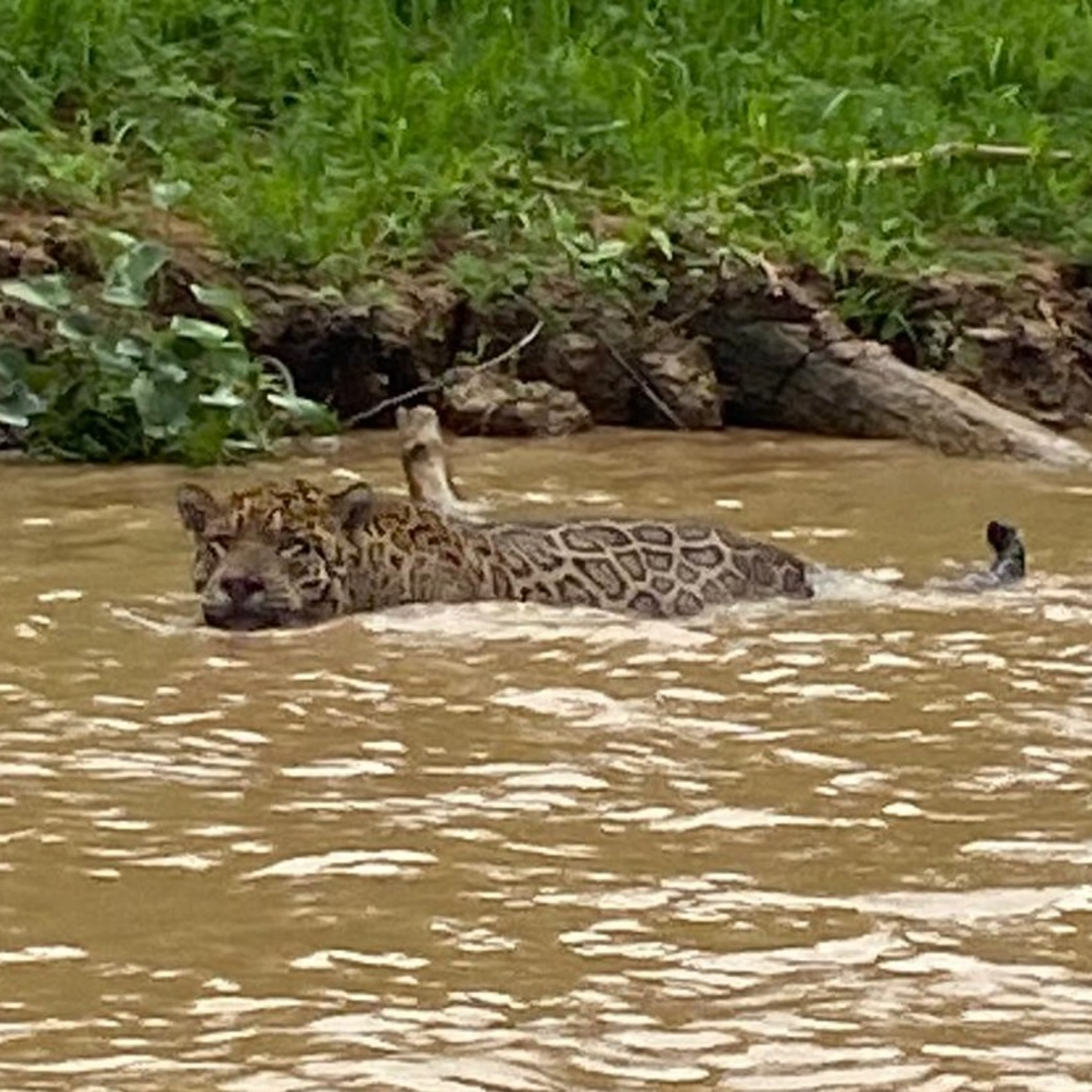 Dateline Latin America: Teargas and Tango