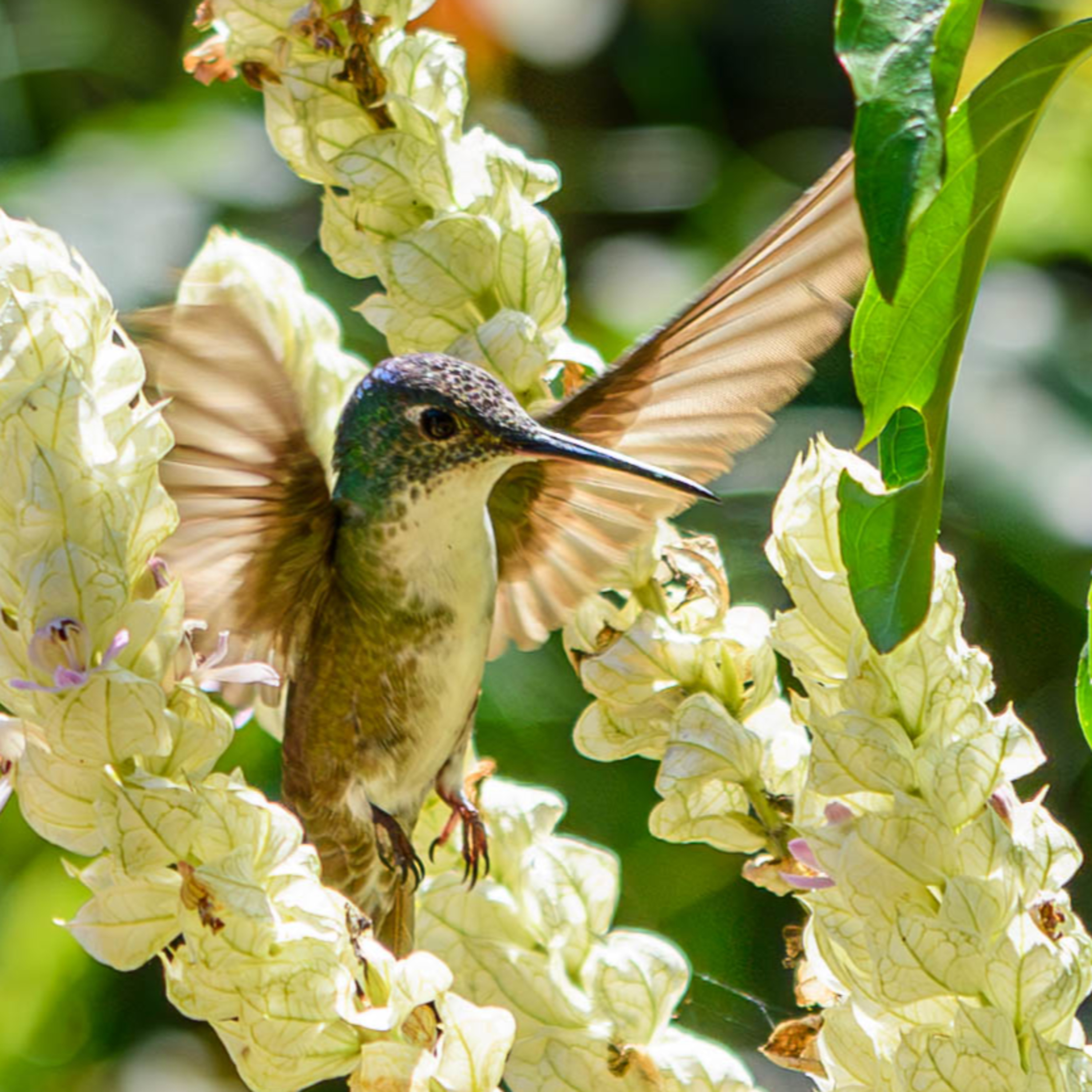 The Iq' Trecena (15th - 27th December 2025) The Iq' Trecena (15th - 27th December 2025)