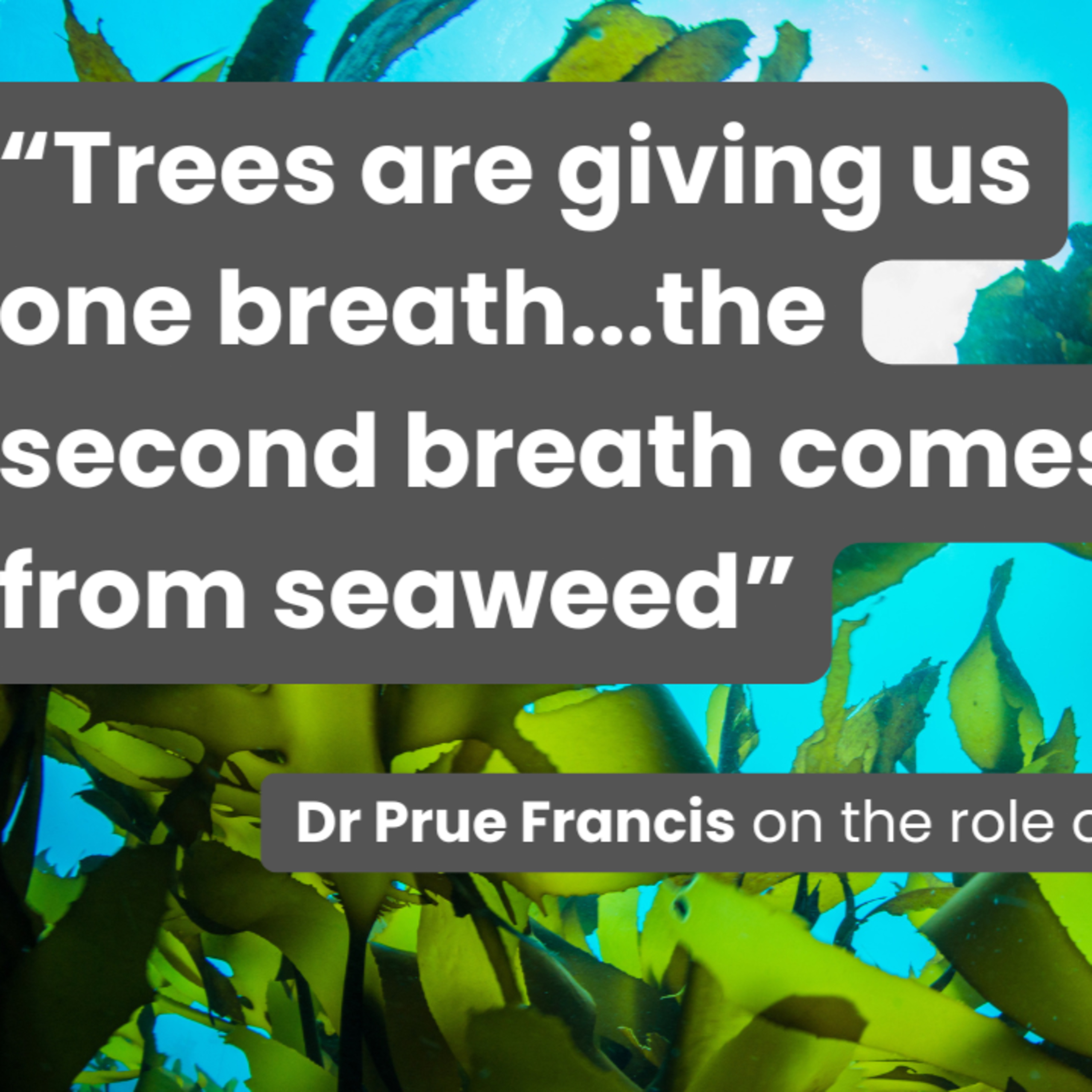 Seaweed: Slimy and gross or a breath of fresh air? | Ascend Your Story episode artwork