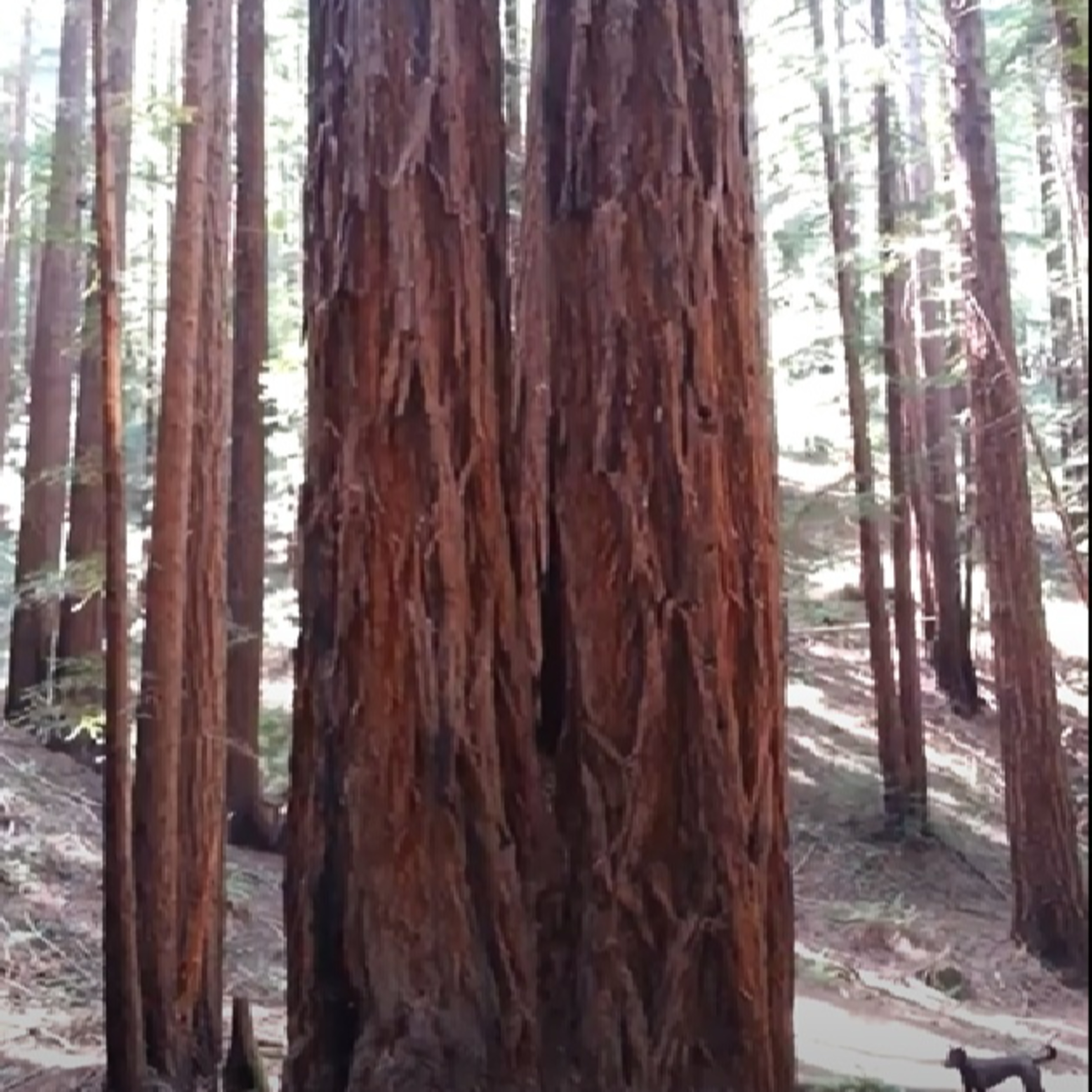 Diacardia - The podcast for pairs and partners