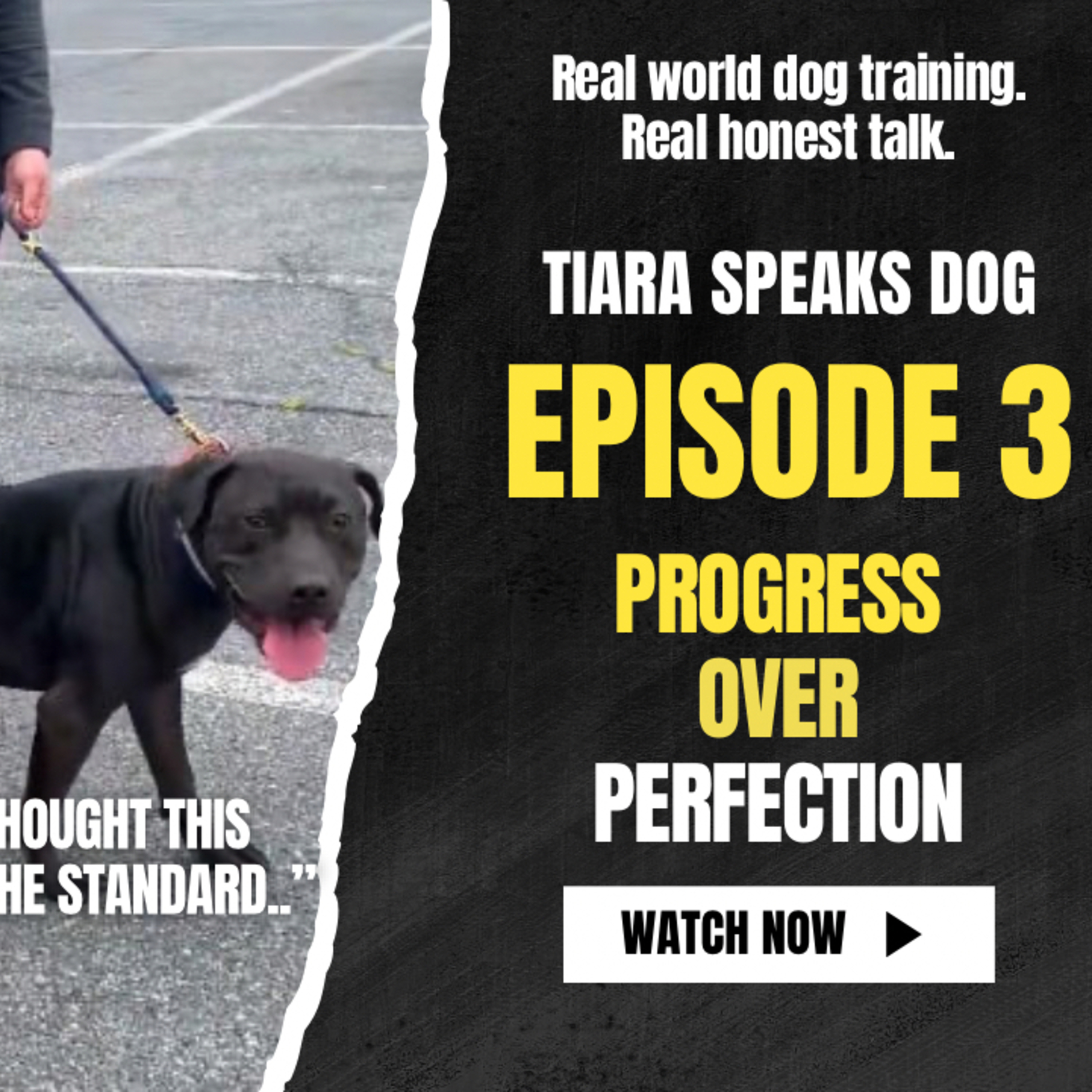Progression Over Perfection: Why Your Dog Isn’t Behind