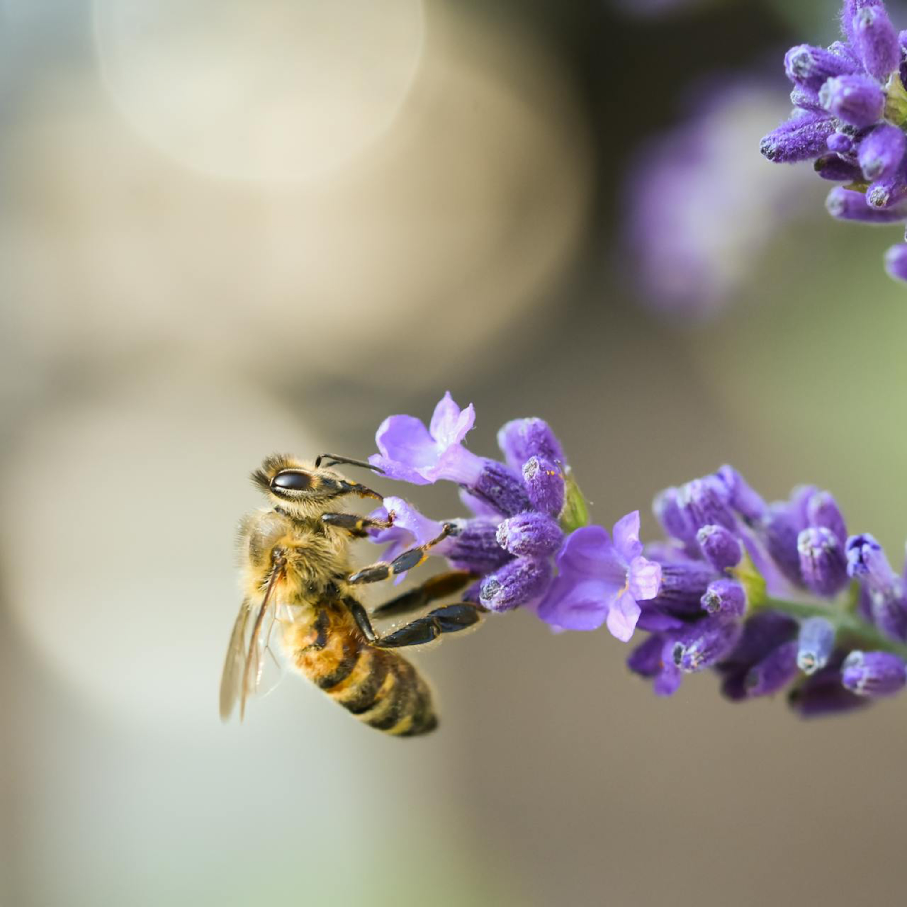 15 Min Bee Breath to Reset Your Nervous System Fast episode artwork