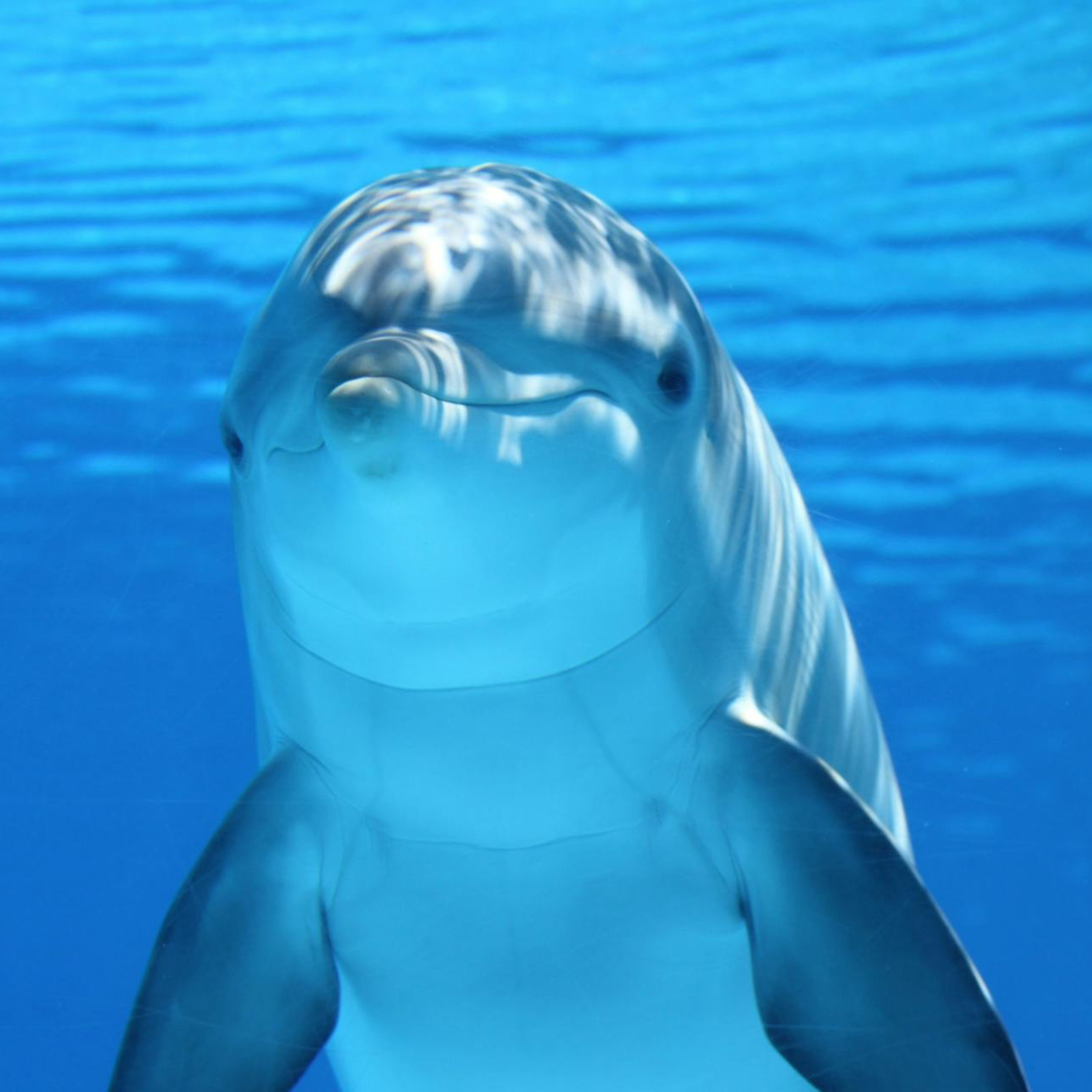 Dolphin’s Song: Guided Deep Sleep Journey Through an Enchanted Ocean  episode artwork
