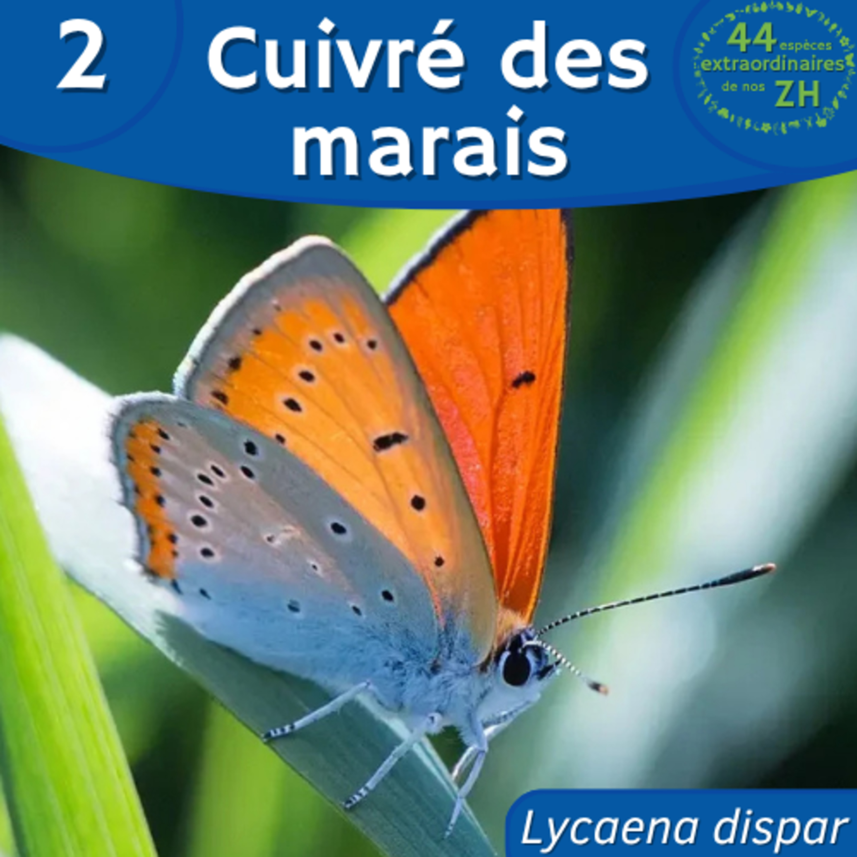 44 Espèces Extraordinaires de nos Zones Humides