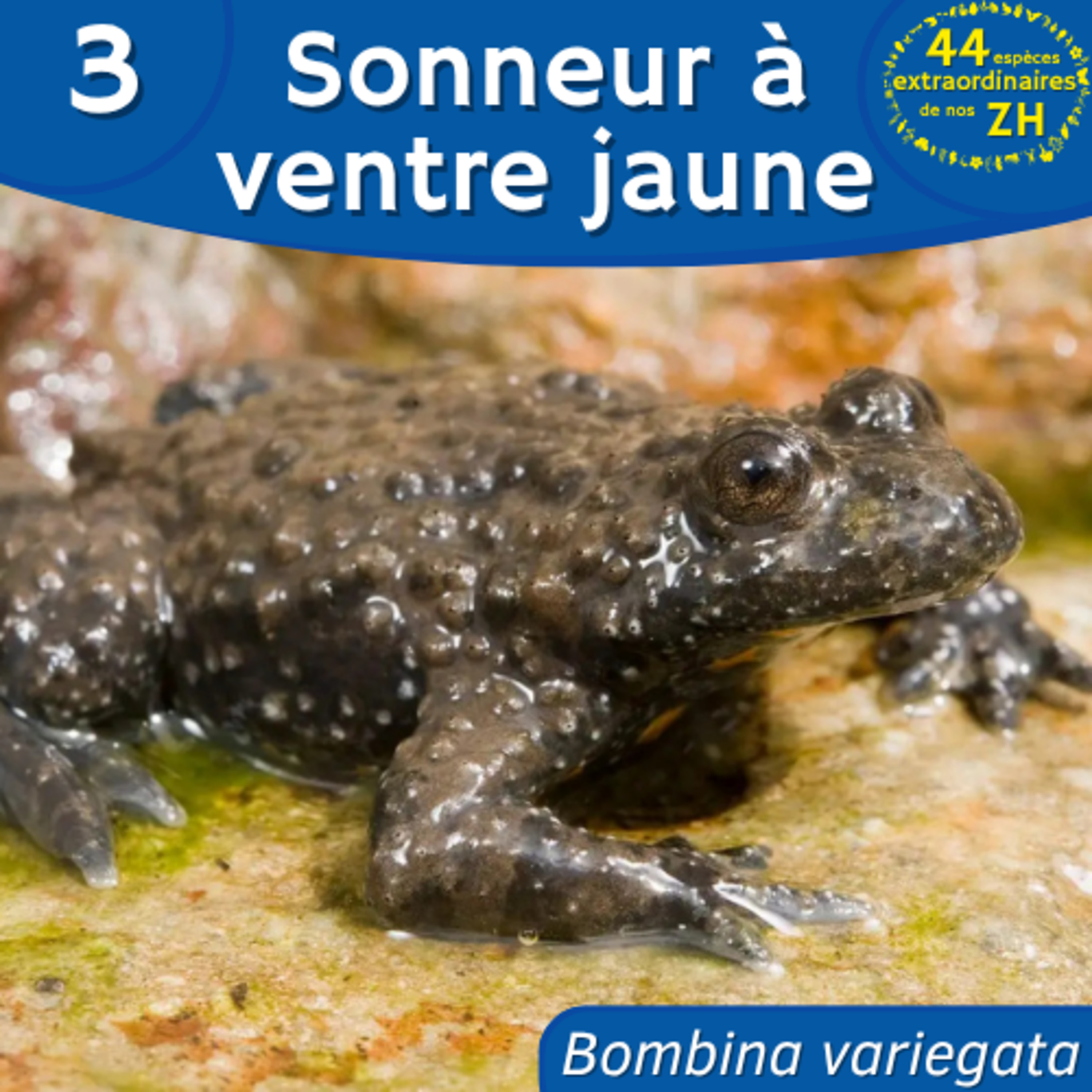 44 Espèces Extraordinaires de nos Zones Humides