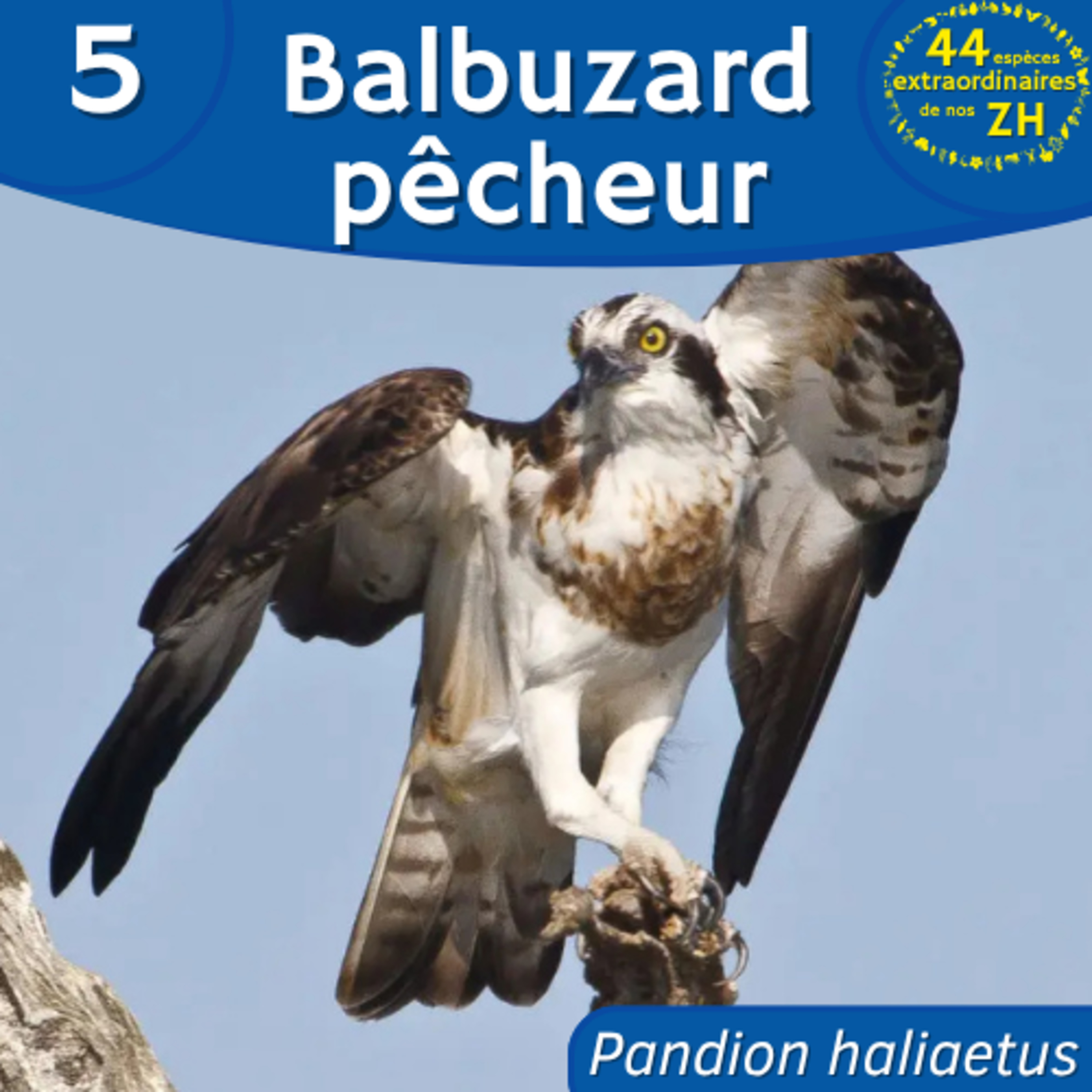44 Espèces Extraordinaires de nos Zones Humides