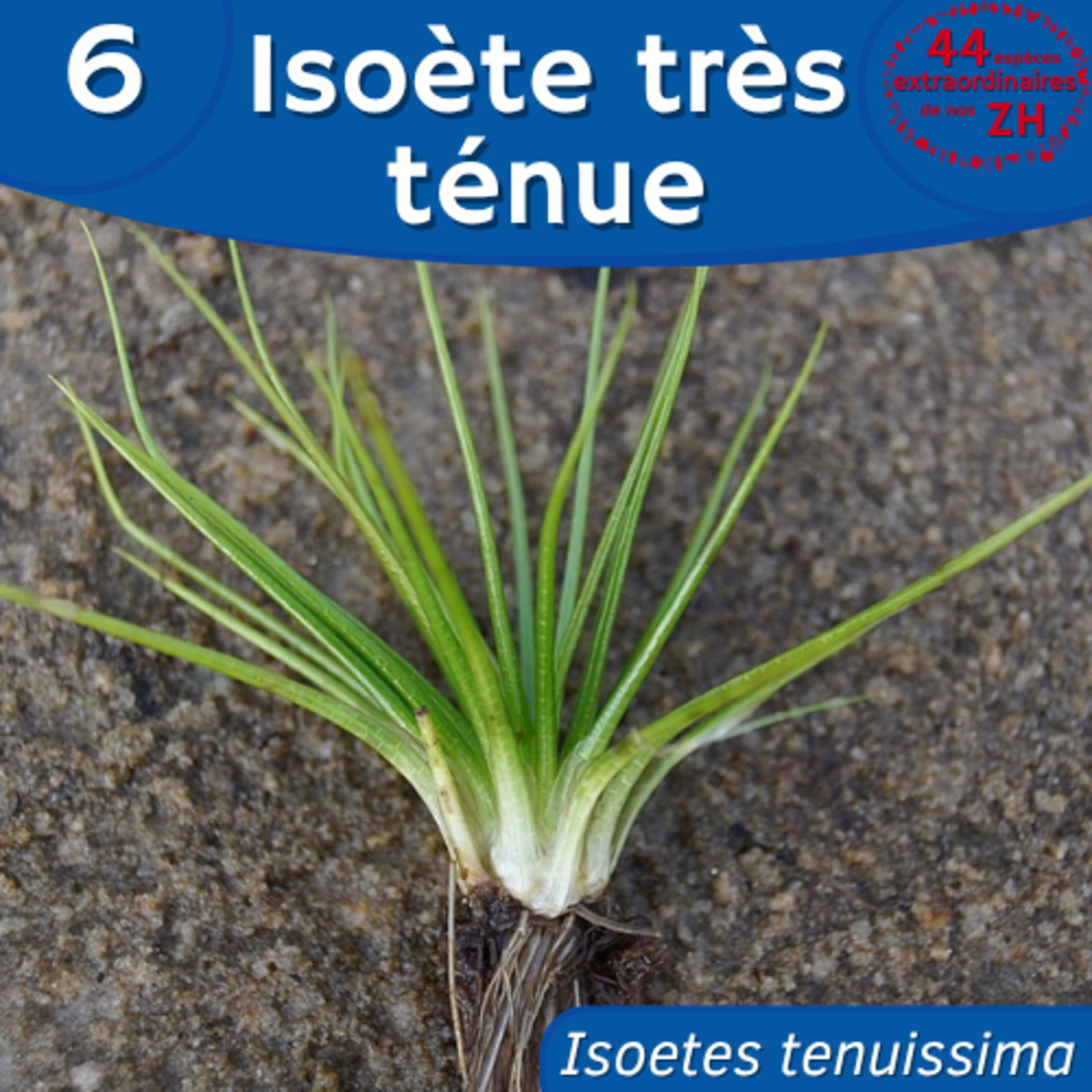 44 Espèces Extraordinaires de nos Zones Humides