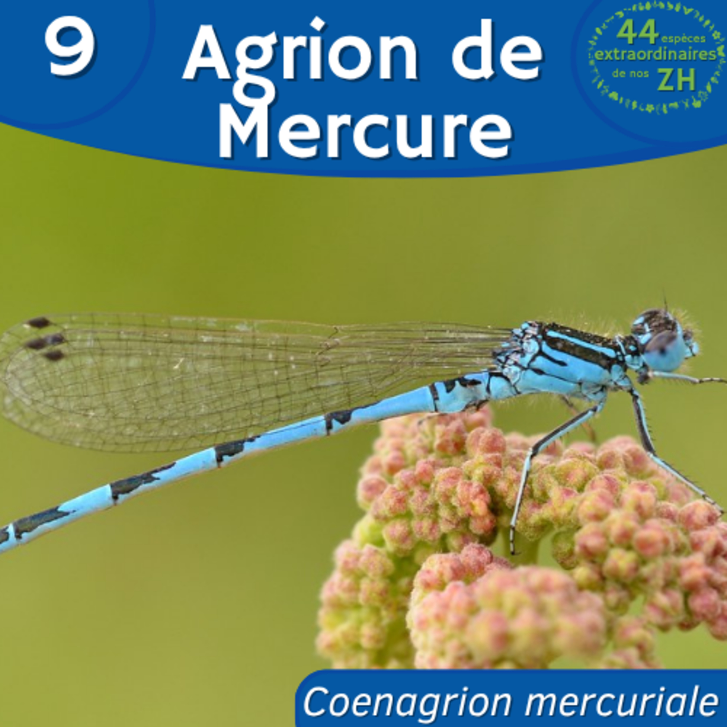 44 Espèces Extraordinaires de nos Zones Humides