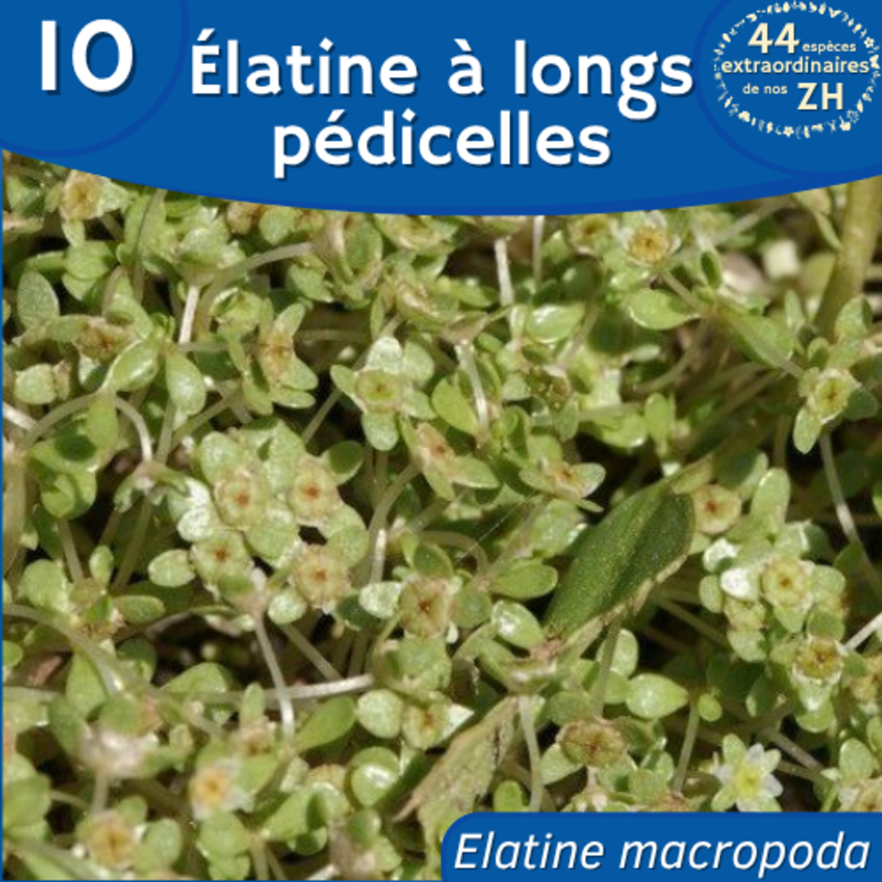 44 Espèces Extraordinaires de nos Zones Humides