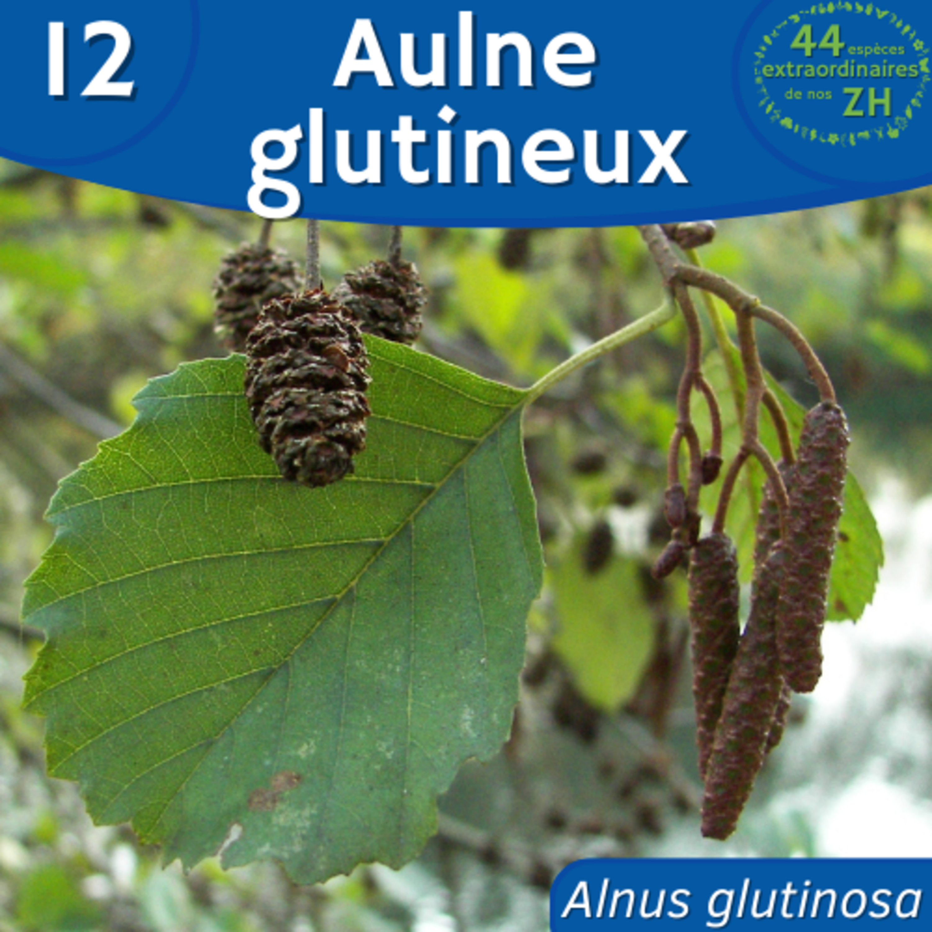 44 Espèces Extraordinaires de nos Zones Humides