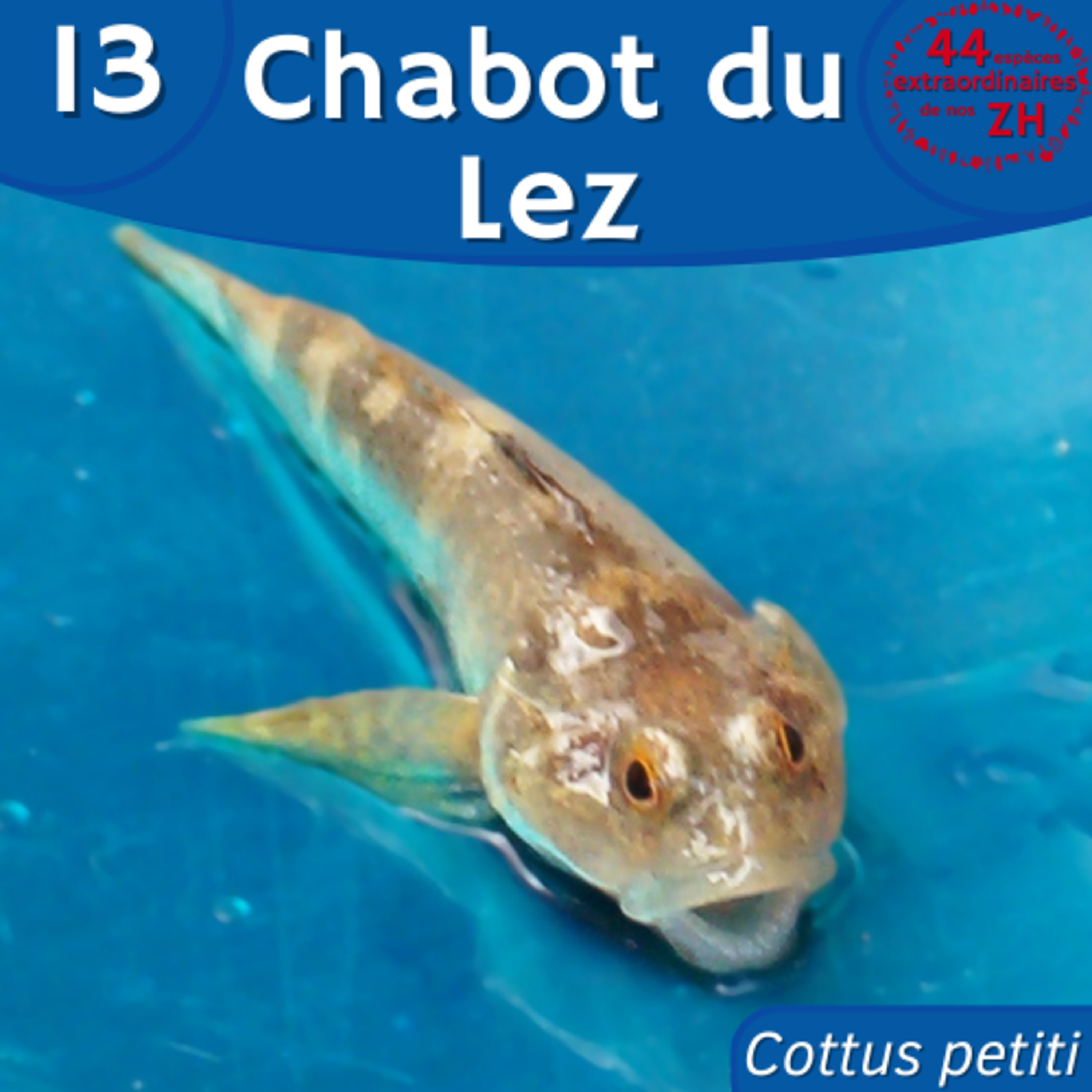 44 Espèces Extraordinaires de nos Zones Humides