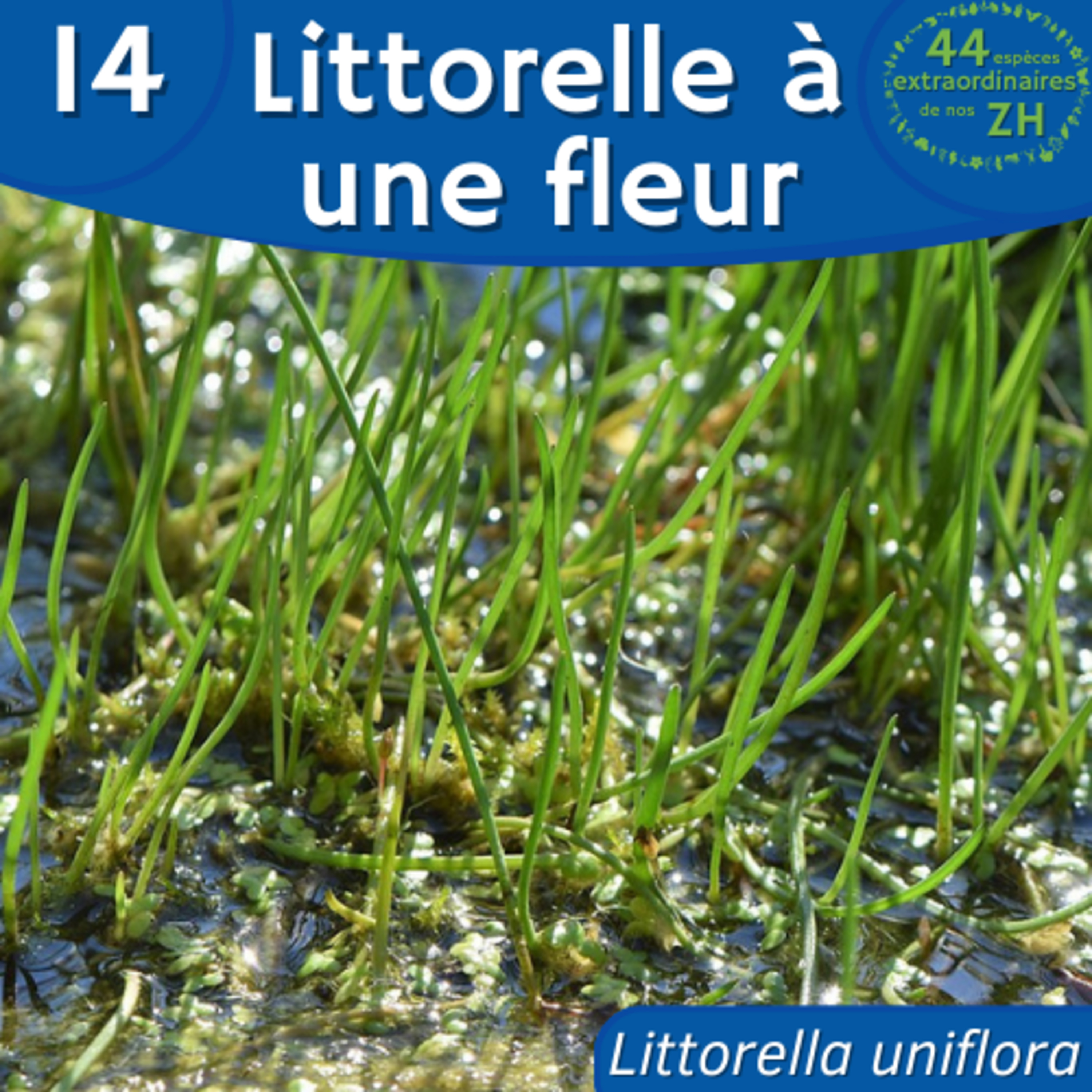 44 Espèces Extraordinaires de nos Zones Humides