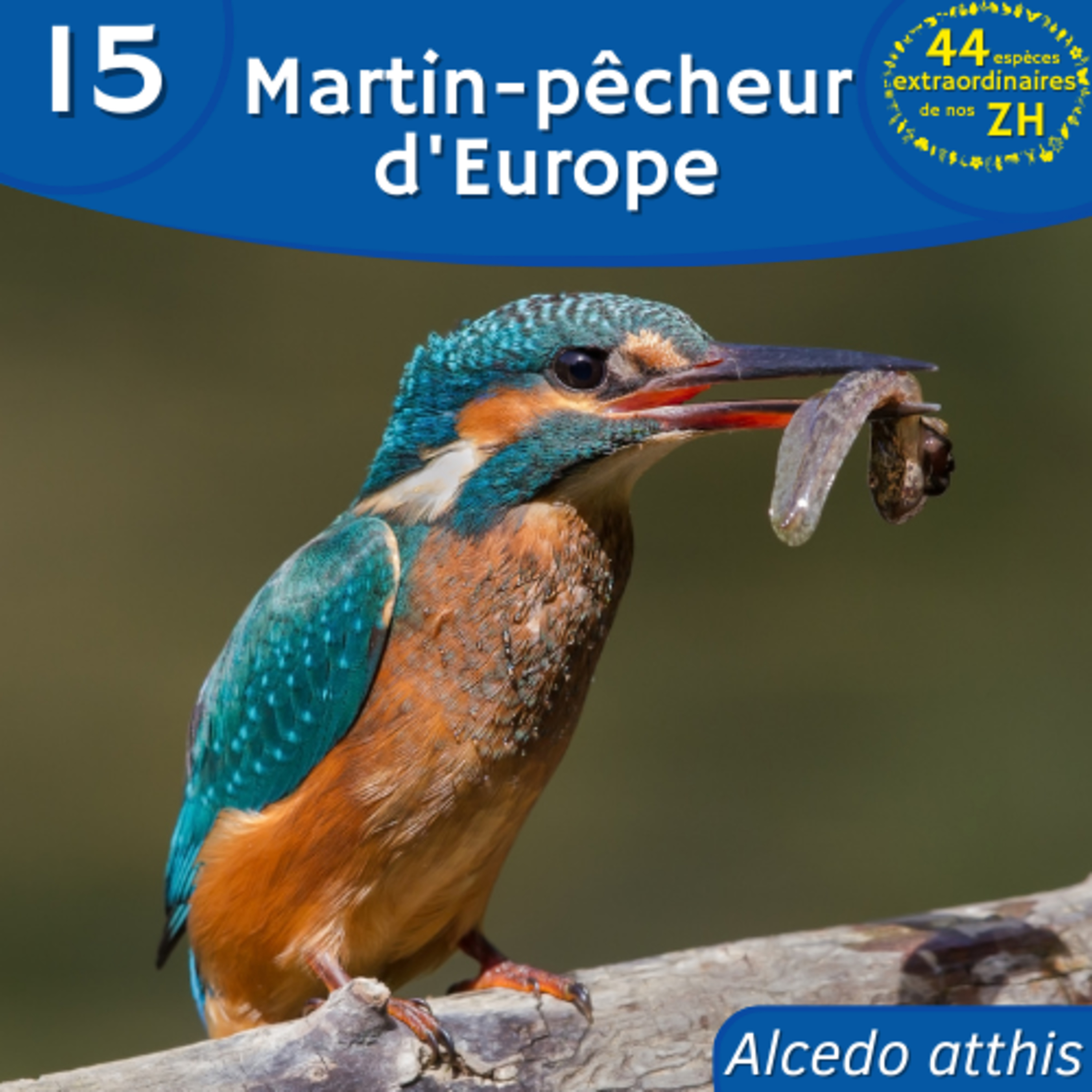 44 Espèces Extraordinaires de nos Zones Humides