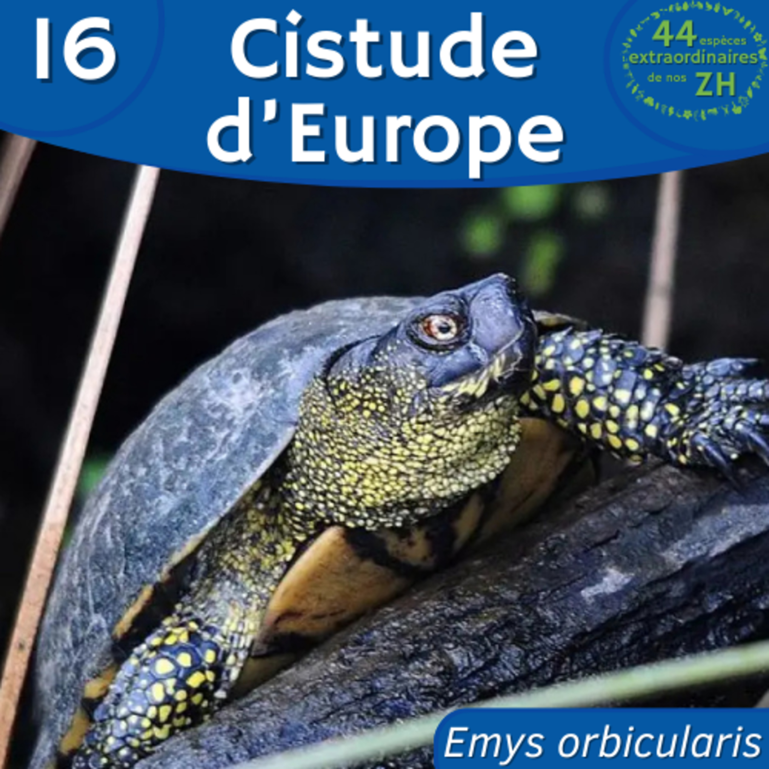 44 Espèces Extraordinaires de nos Zones Humides