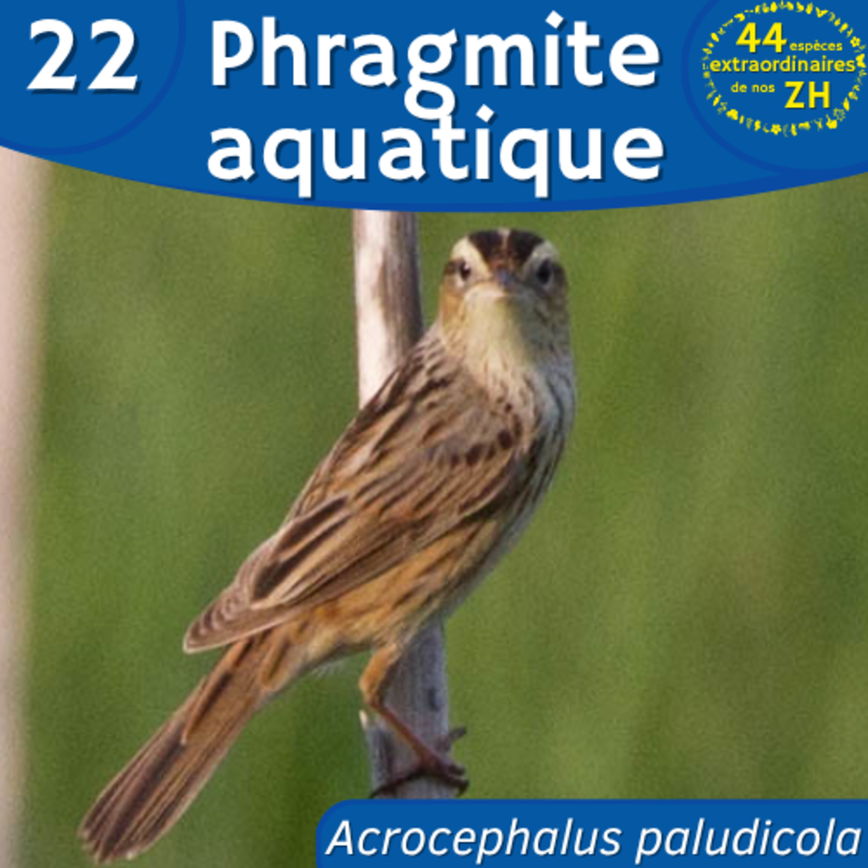 44 Espèces Extraordinaires de nos Zones Humides