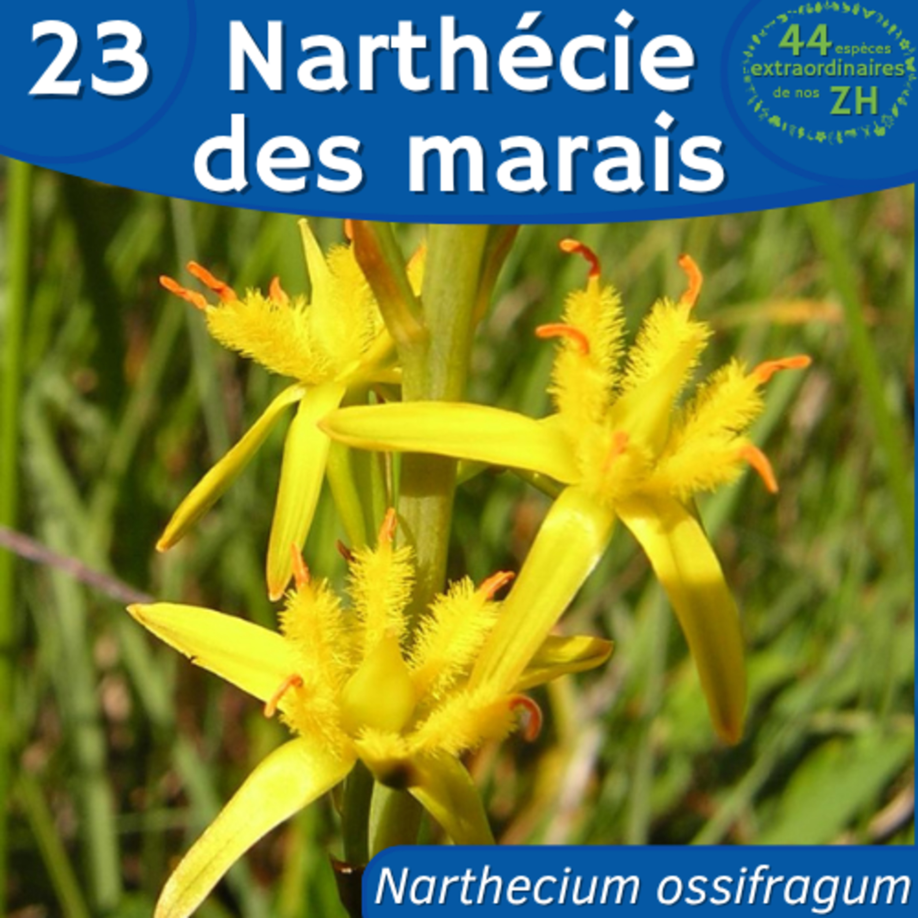 44 Espèces Extraordinaires de nos Zones Humides