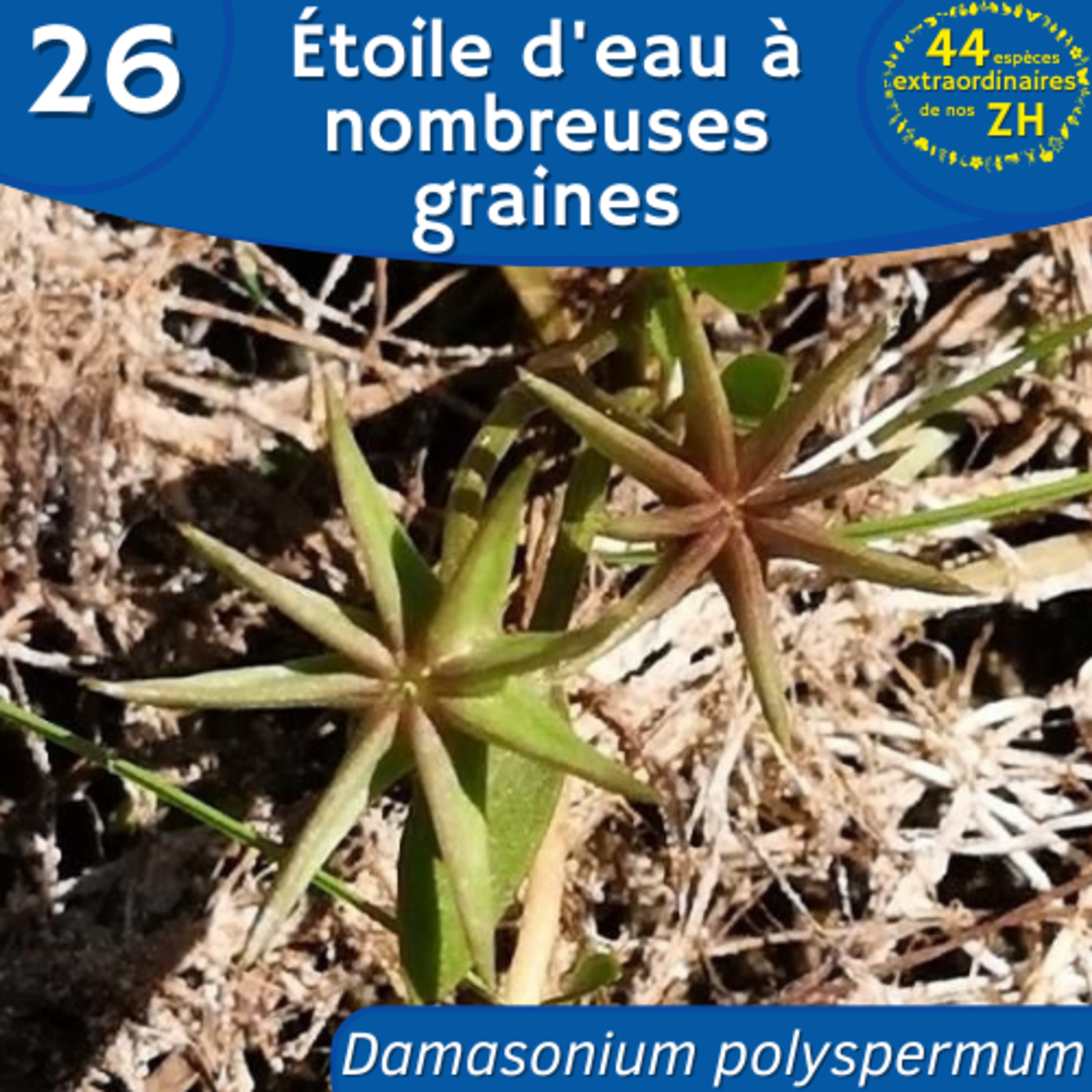 44 Espèces Extraordinaires de nos Zones Humides