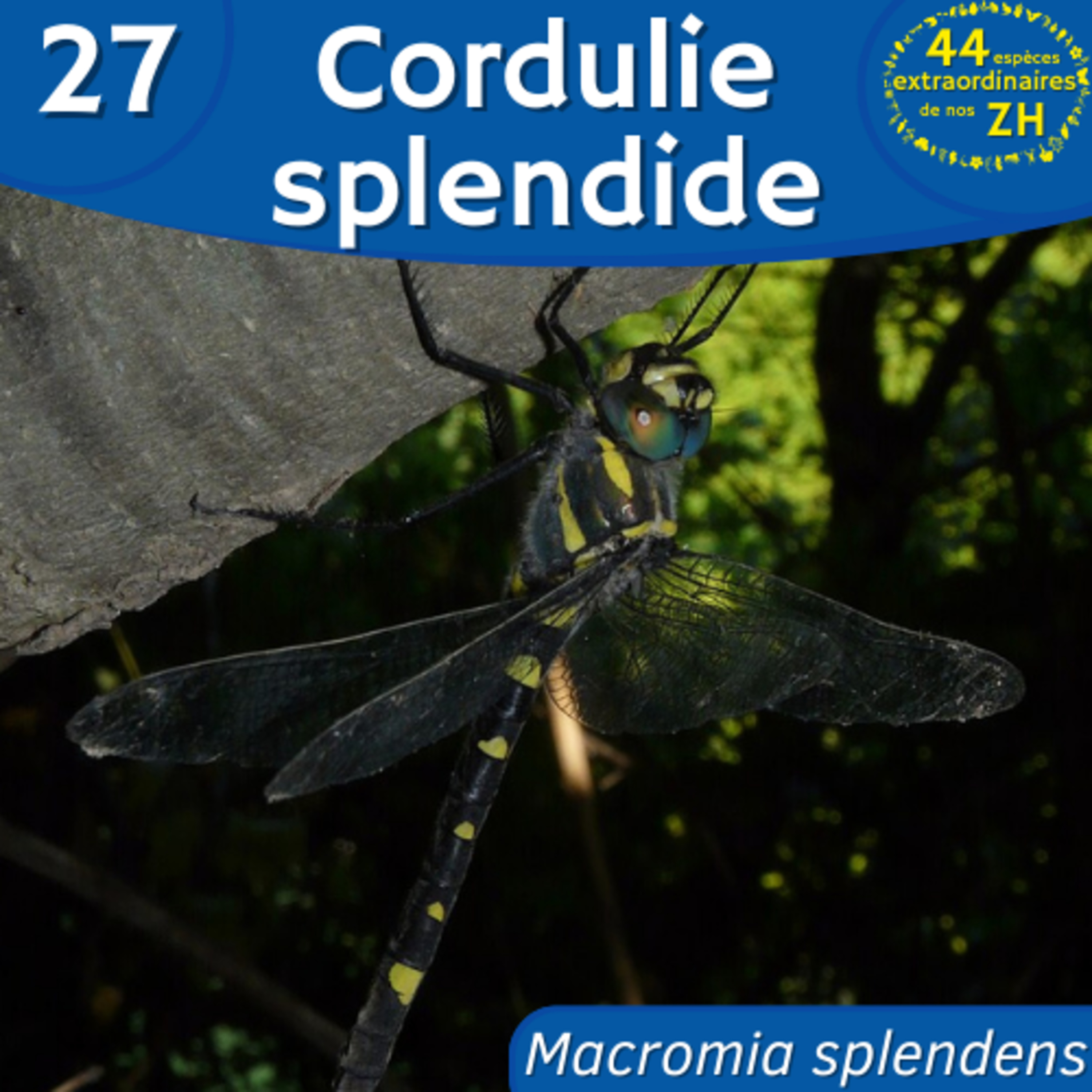 44 Espèces Extraordinaires de nos Zones Humides