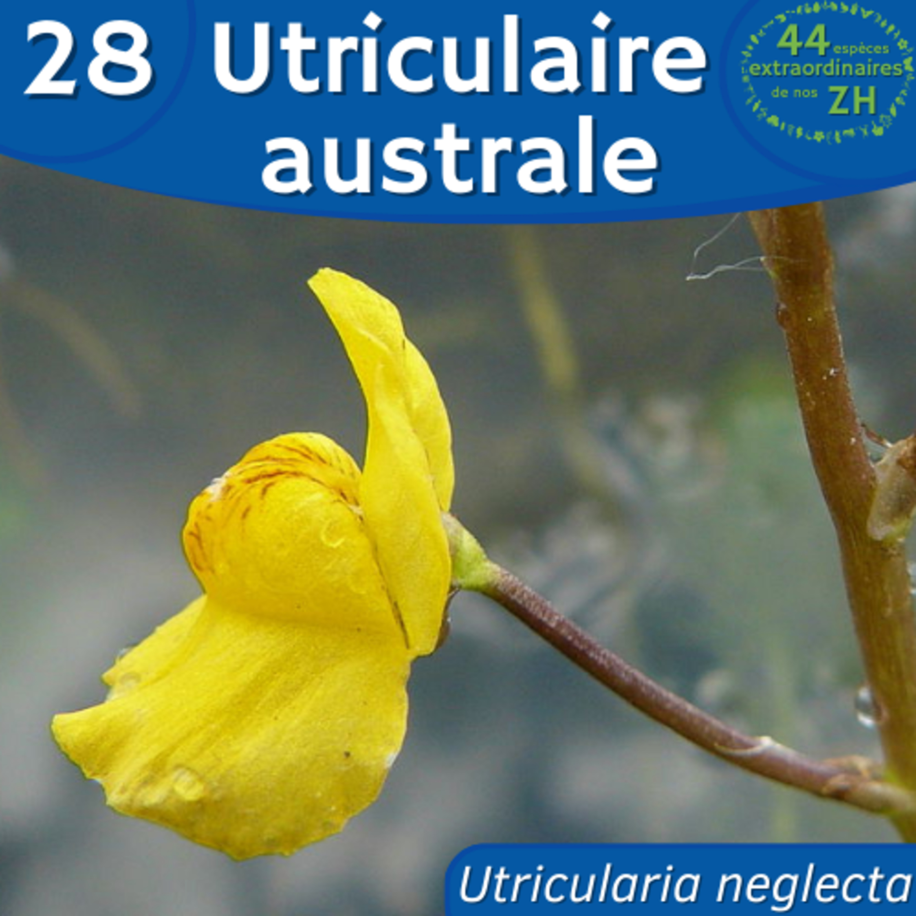 44 Espèces Extraordinaires de nos Zones Humides