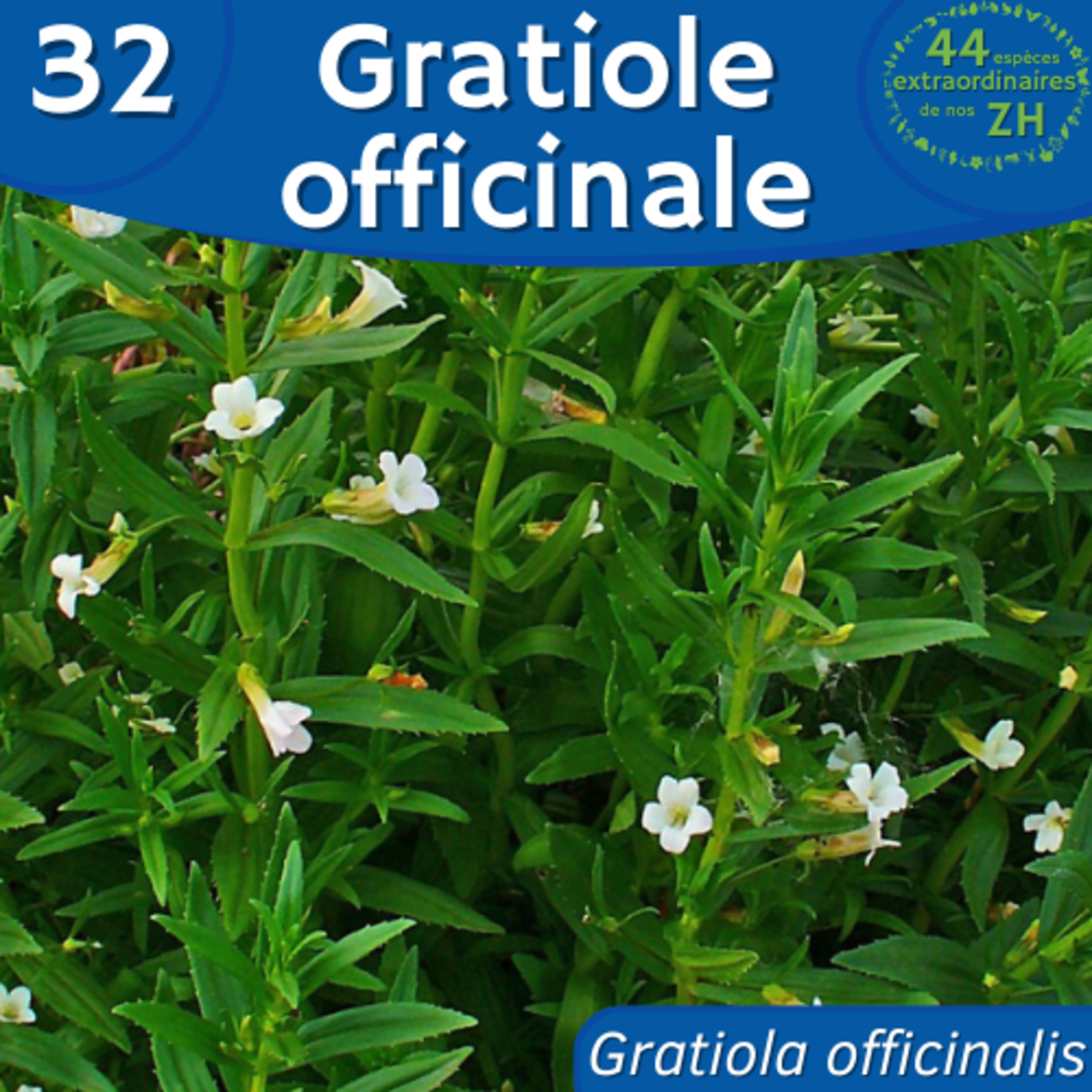 44 Espèces Extraordinaires de nos Zones Humides