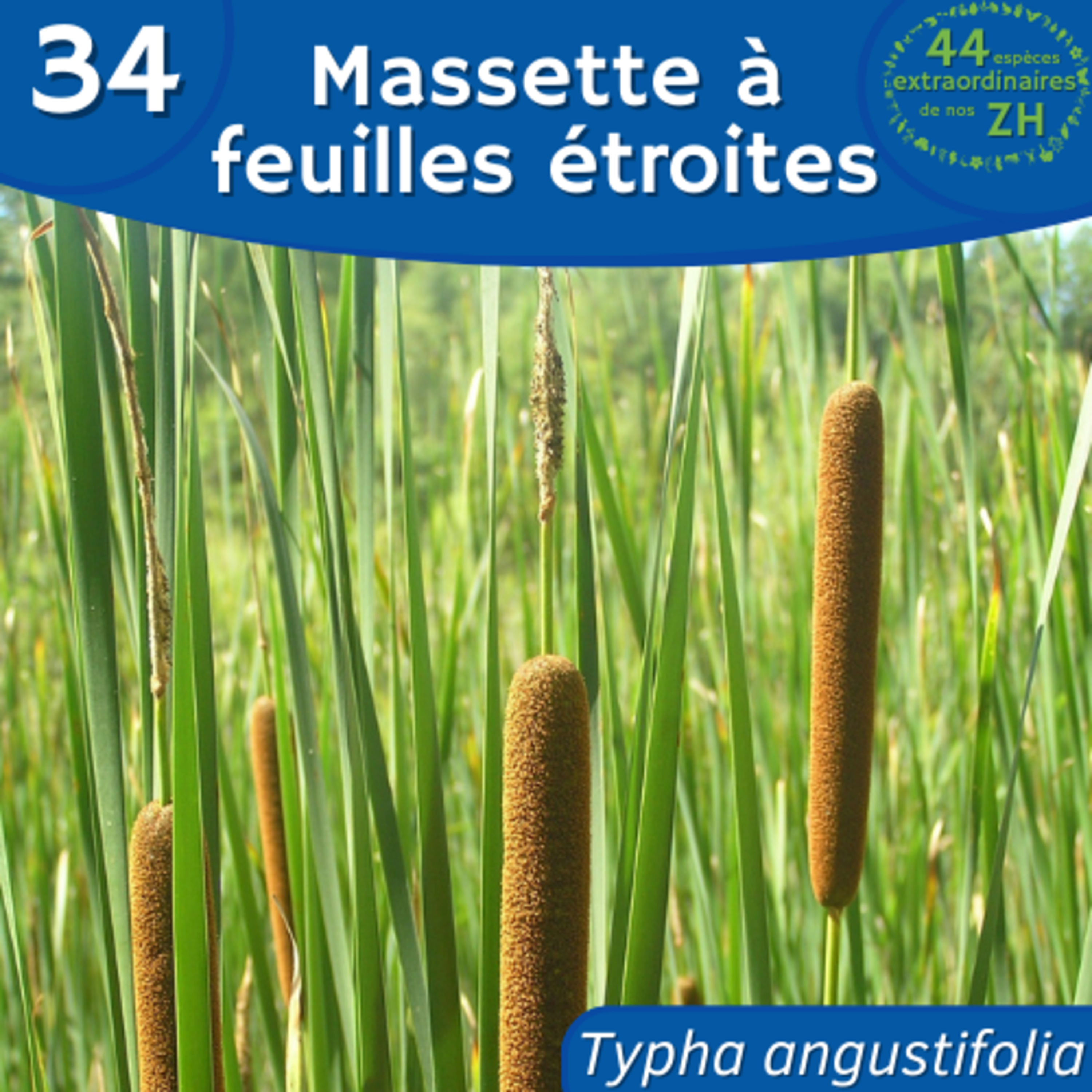 44 Espèces Extraordinaires de nos Zones Humides