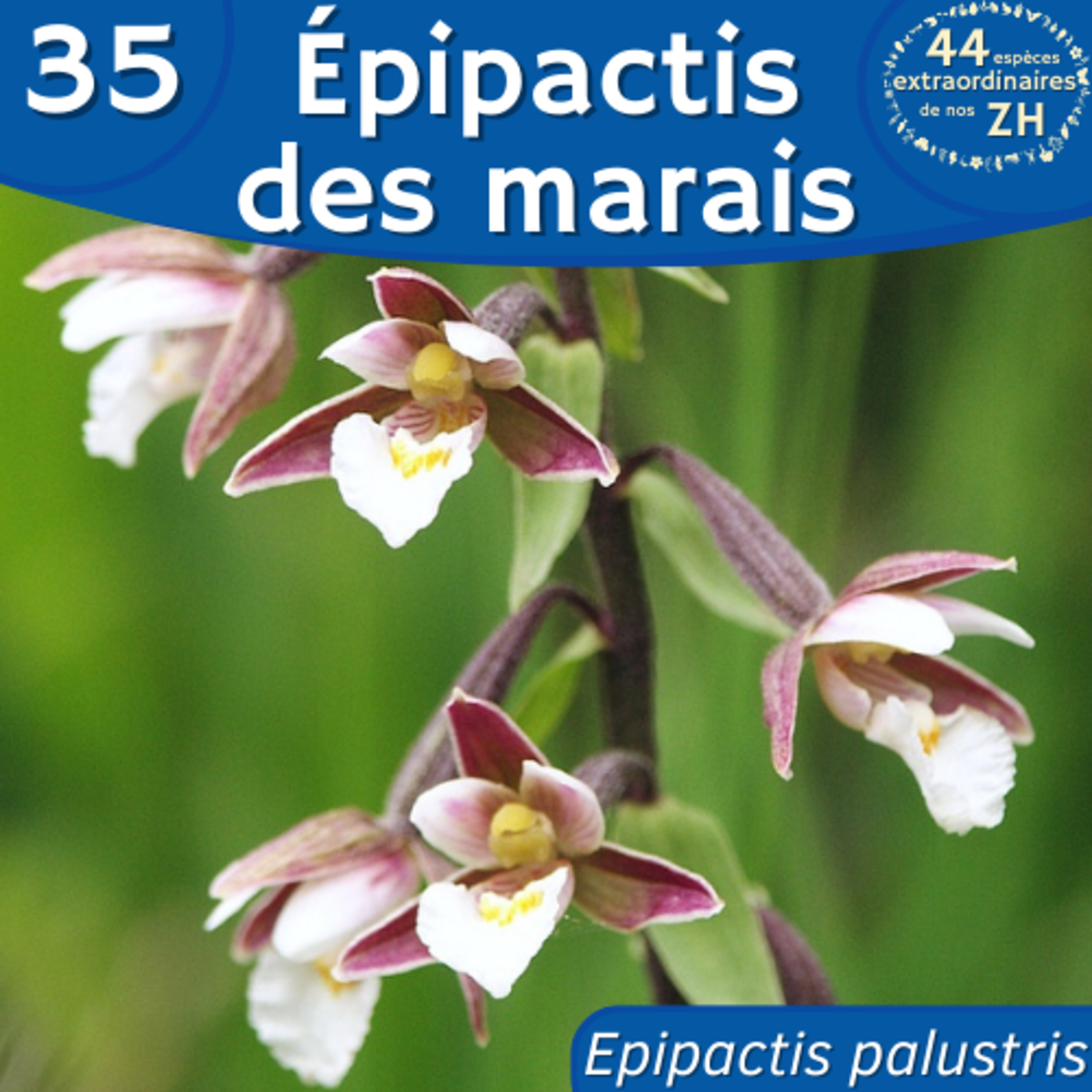 44 Espèces Extraordinaires de nos Zones Humides