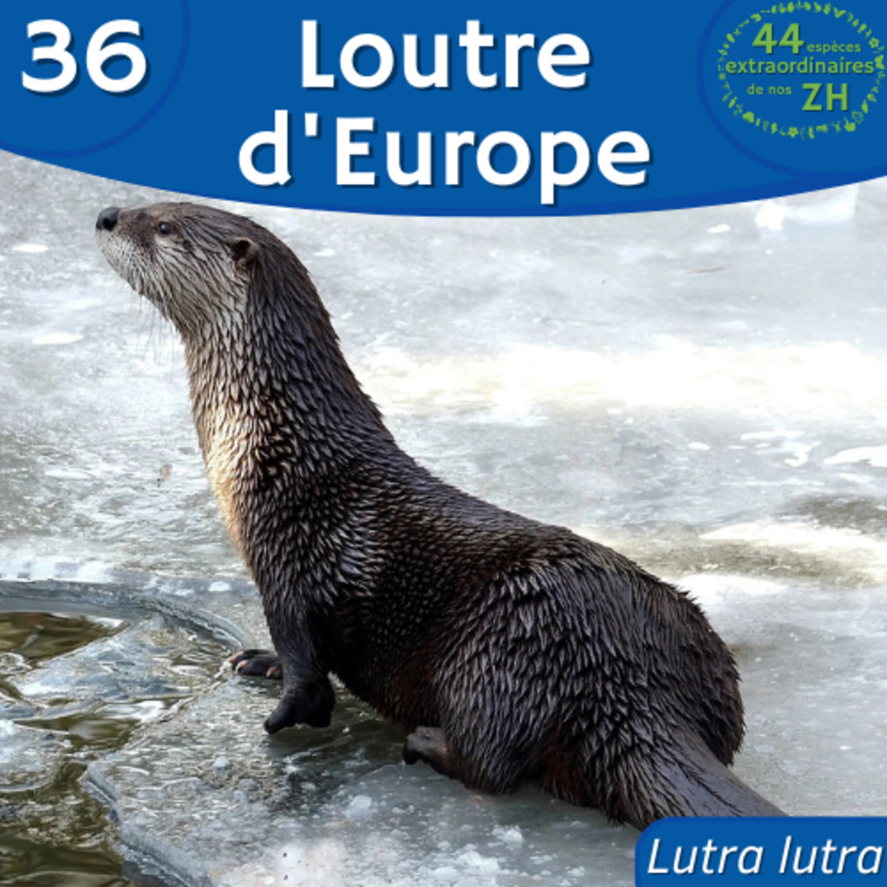 44 Espèces Extraordinaires de nos Zones Humides