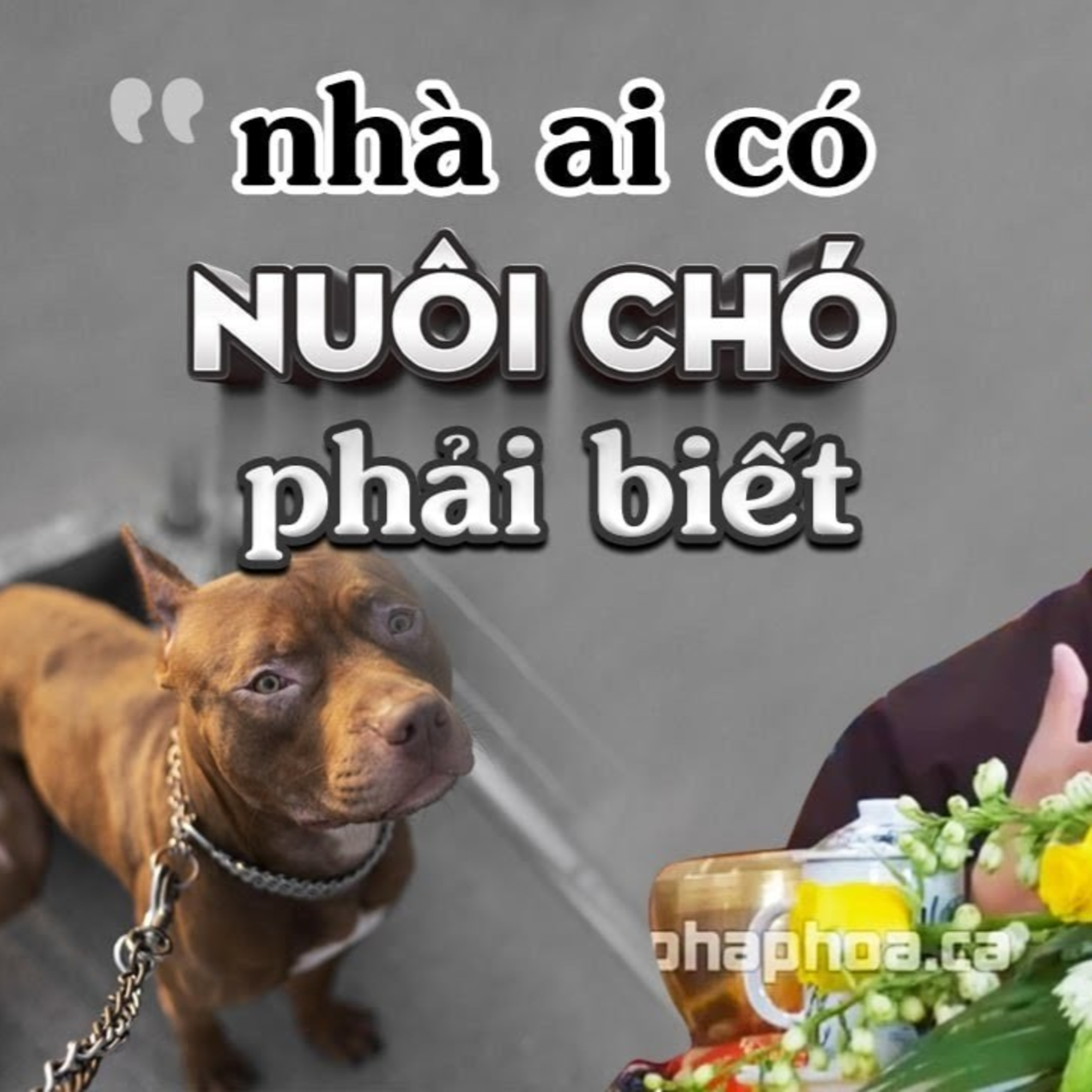 Nhà ai đang nuôi Chó cần phải biết những điều quan trọng này - Thầy Thích Pháp Hòa