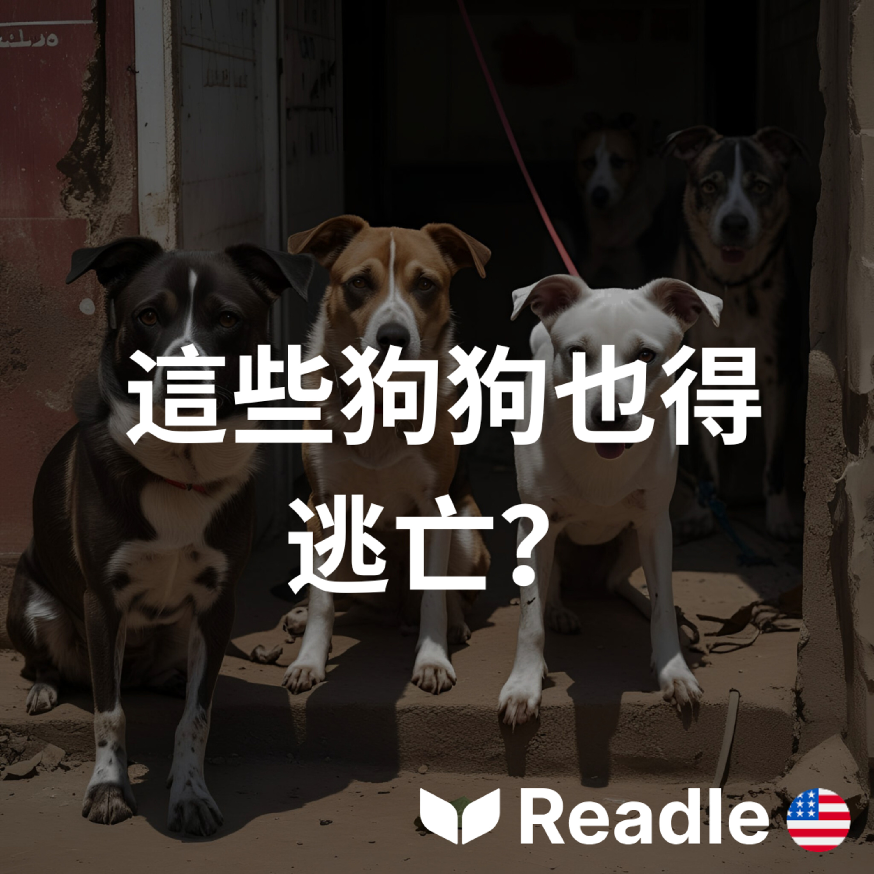 學英文 EP34｜土耳其浪浪也要「被出國」？｜Refugee Dogs Get New Lives episode artwork