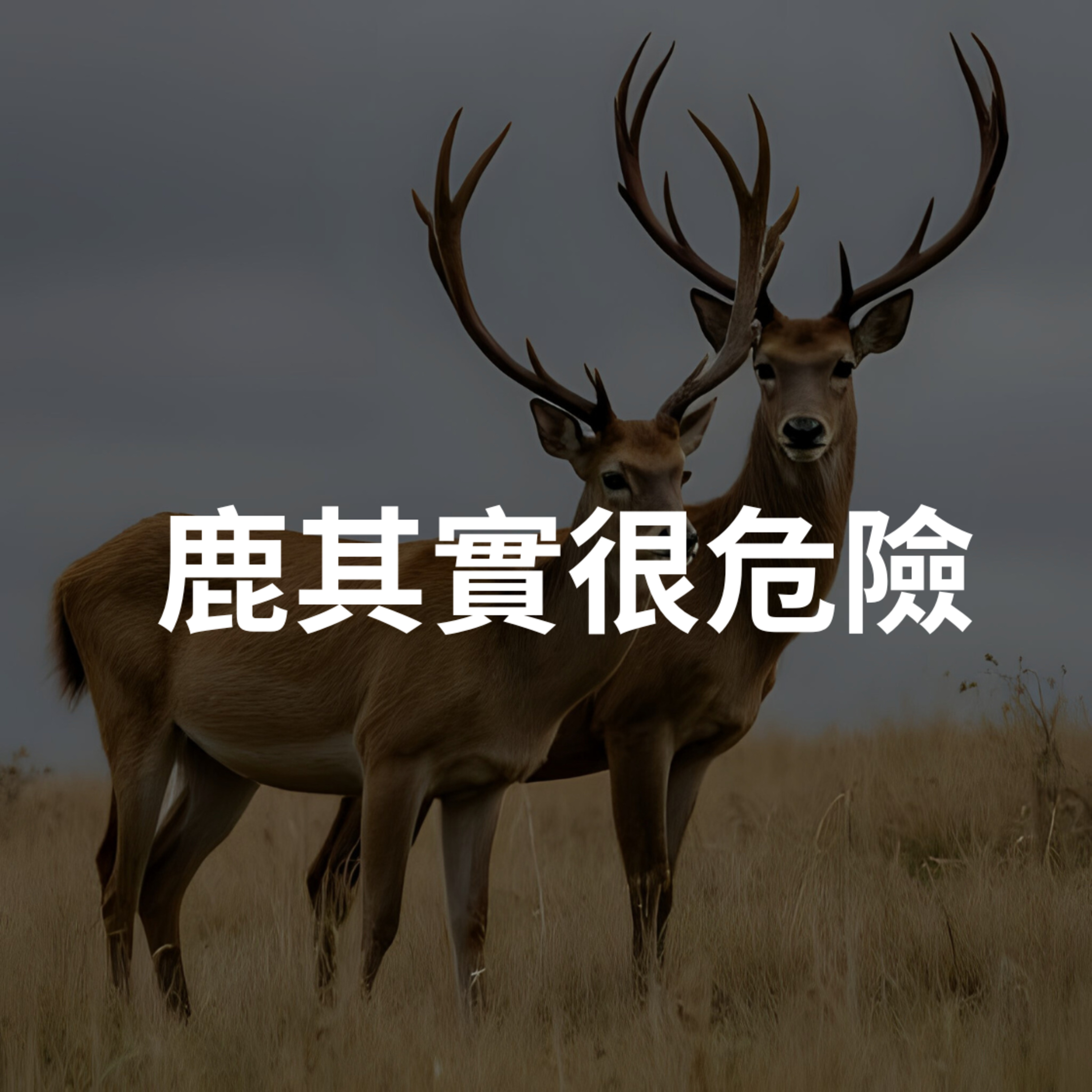 學英文 EP65｜最萌殺手？小心這種動物！｜Deer: Cute but Dangerous episode artwork