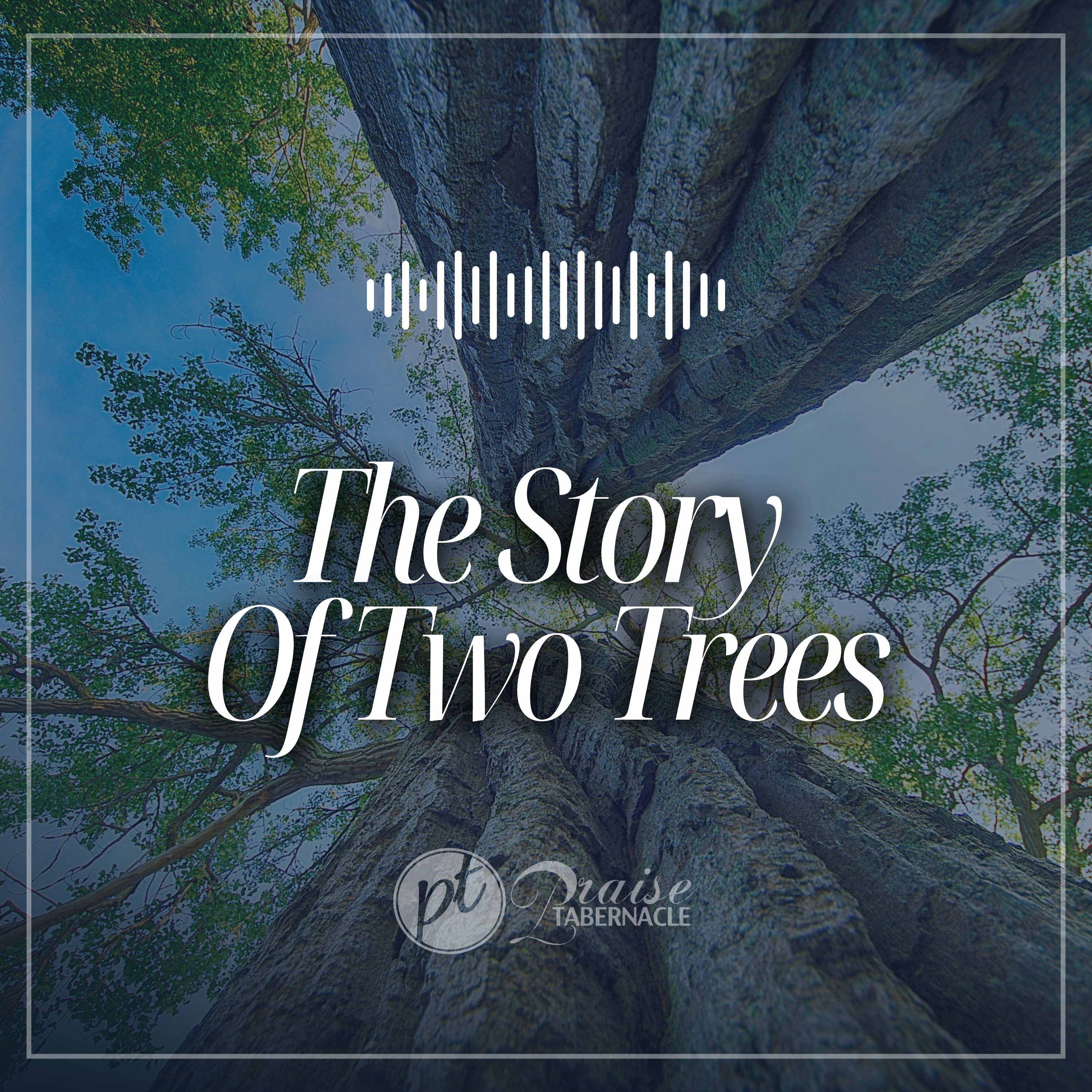The Story Of Two Trees 🌳 episode artwork
