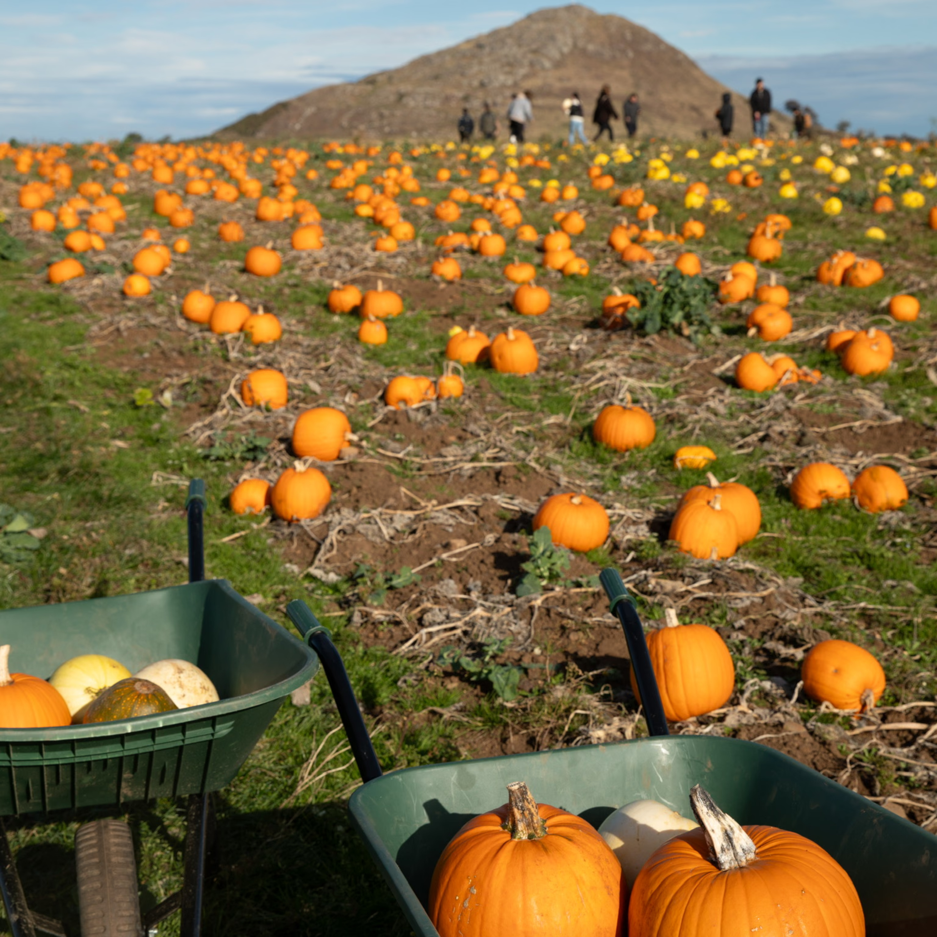 The Pumpkin Patch at Night